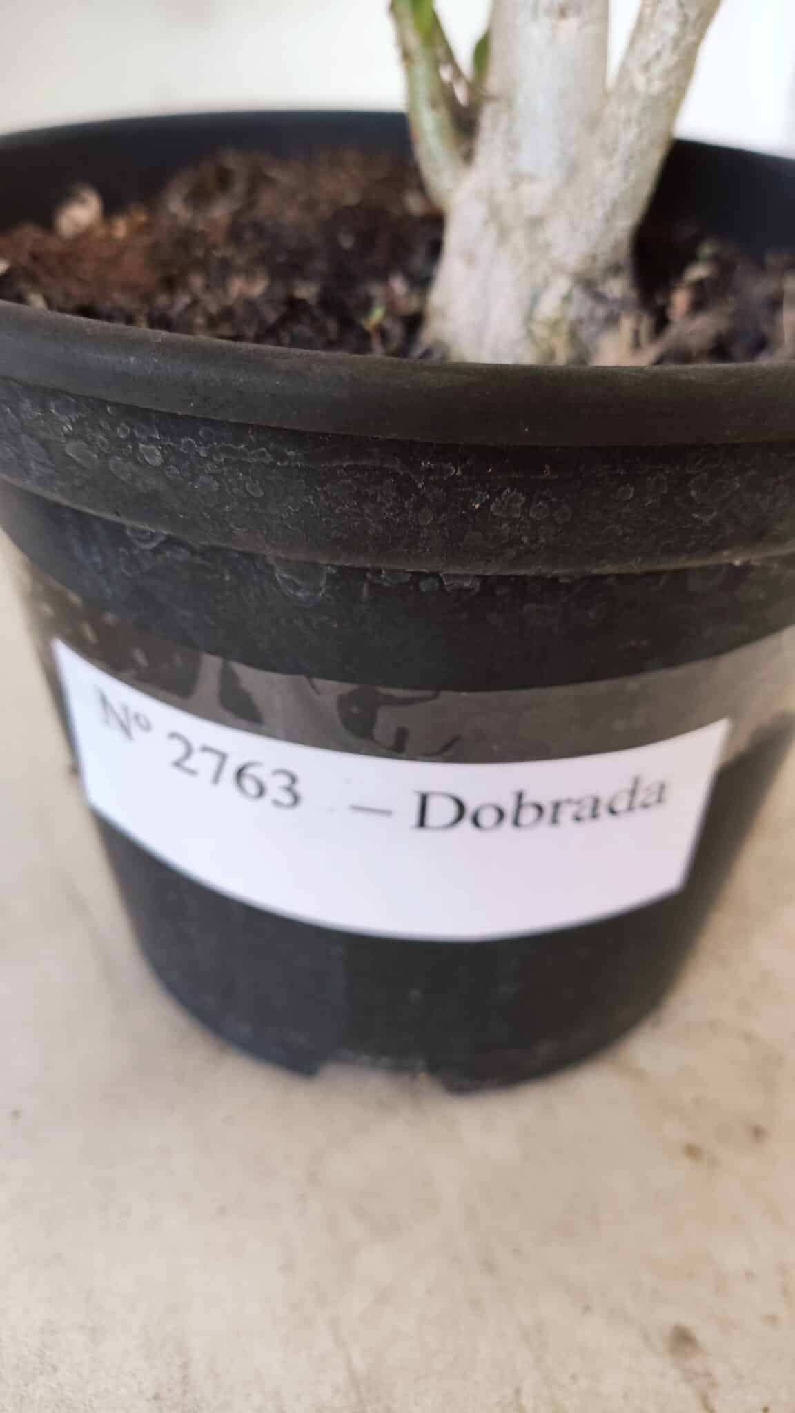 Planta Dobrada 2763 – 30cm – 02 anos
