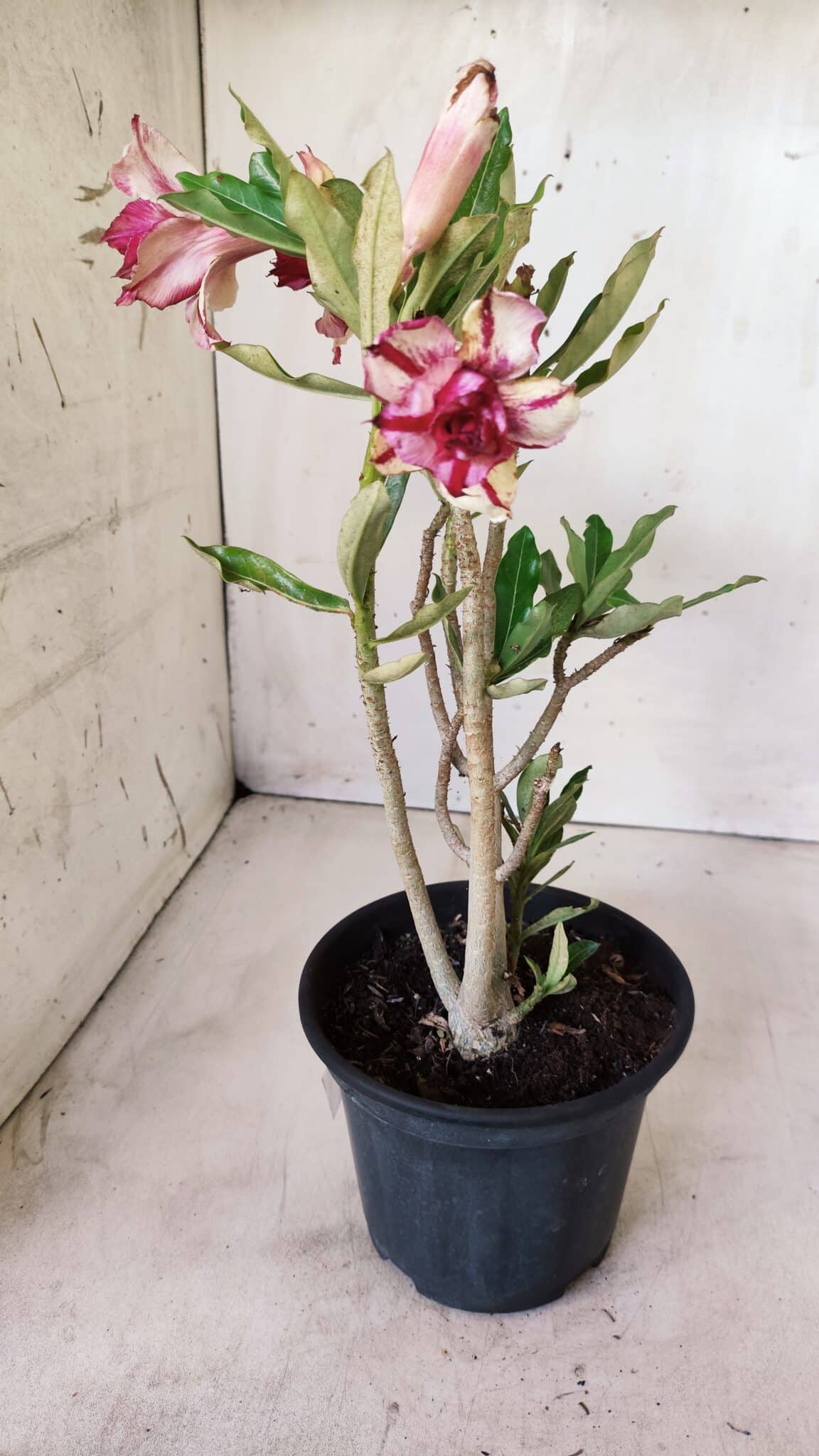 Planta Dobrada 2763 – 30cm – 02 anos