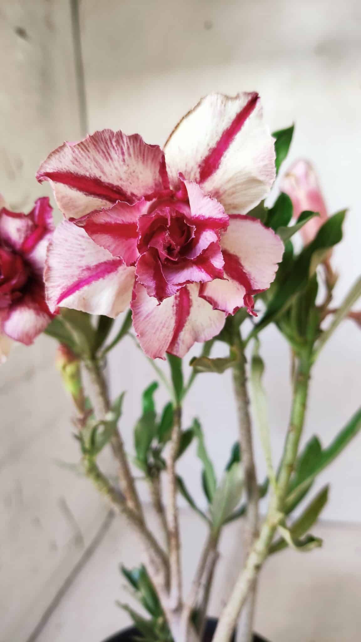 Planta Dobrada 2763 – 30cm – 02 anos