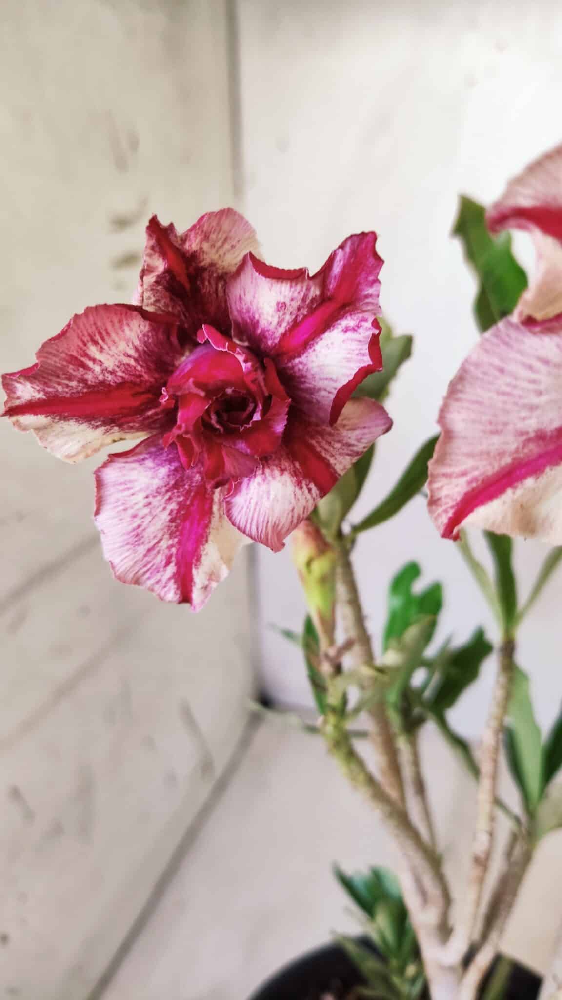 Planta Dobrada 2763 – 30cm – 02 anos
