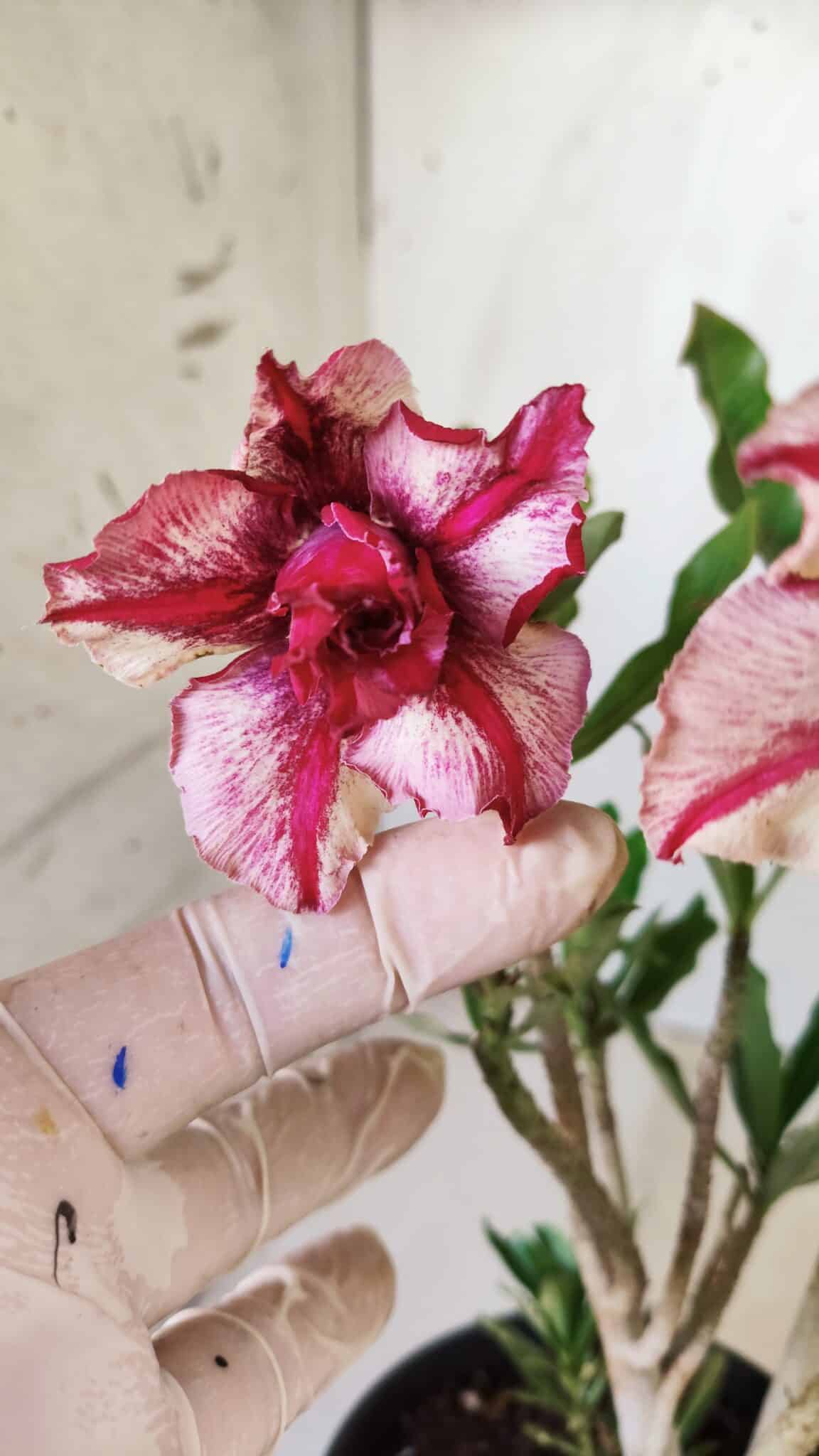 Planta Dobrada 2763 – 30cm – 02 anos