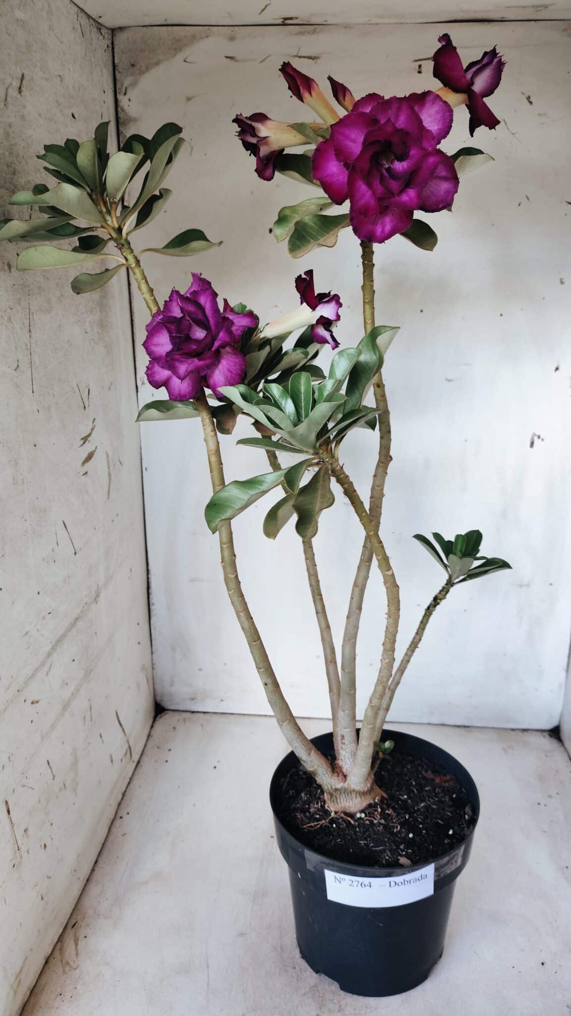 Planta Dobrada 2764 – 45cm – 04 anos