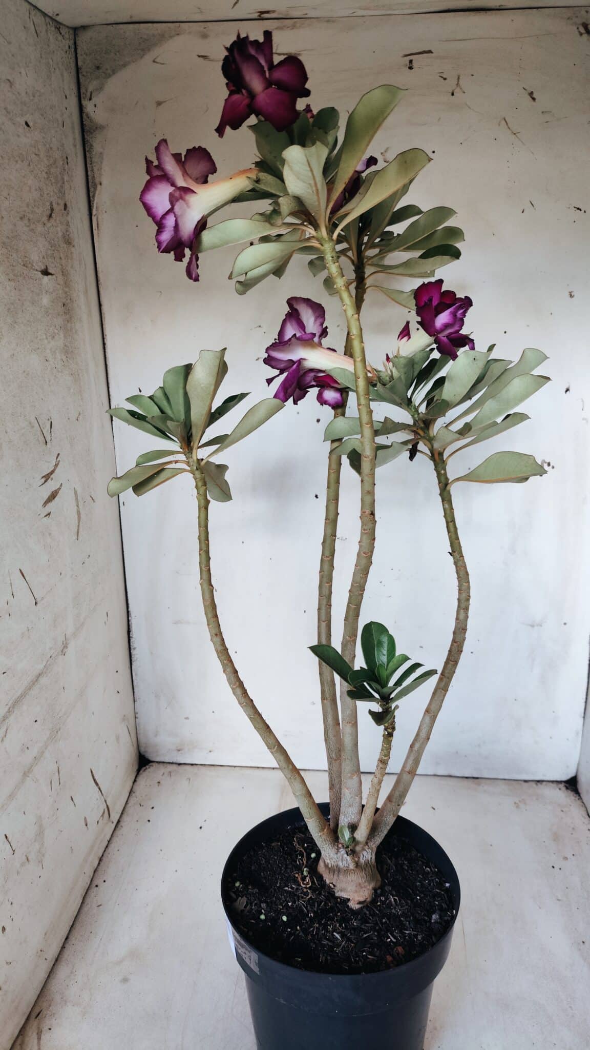 Planta Dobrada 2764 – 45cm – 04 anos