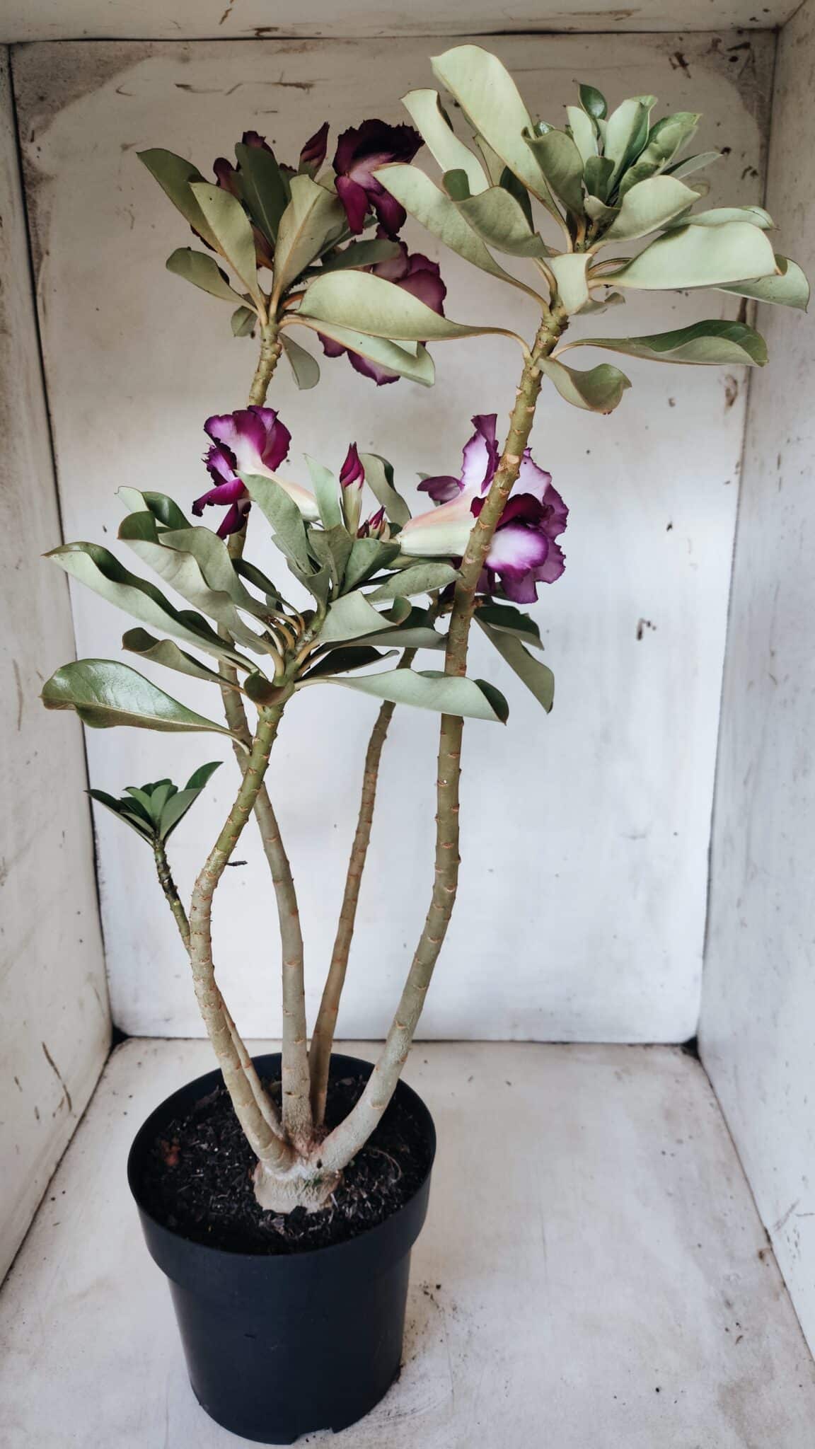 Planta Dobrada 2764 – 45cm – 04 anos