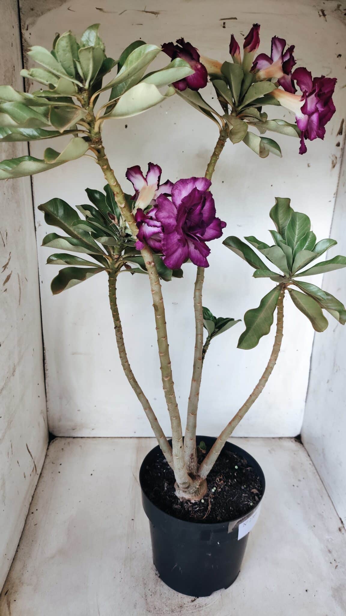 Planta Dobrada 2764 – 45cm – 04 anos