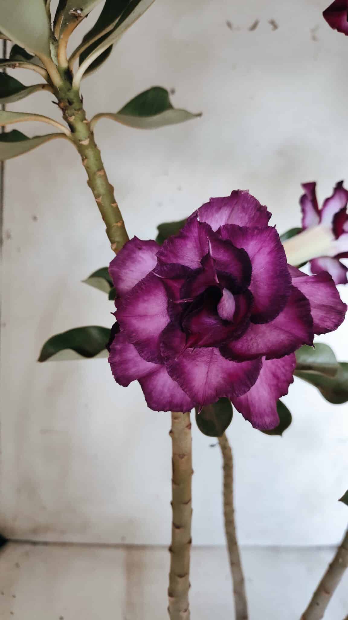 Planta Dobrada 2764 – 45cm – 04 anos