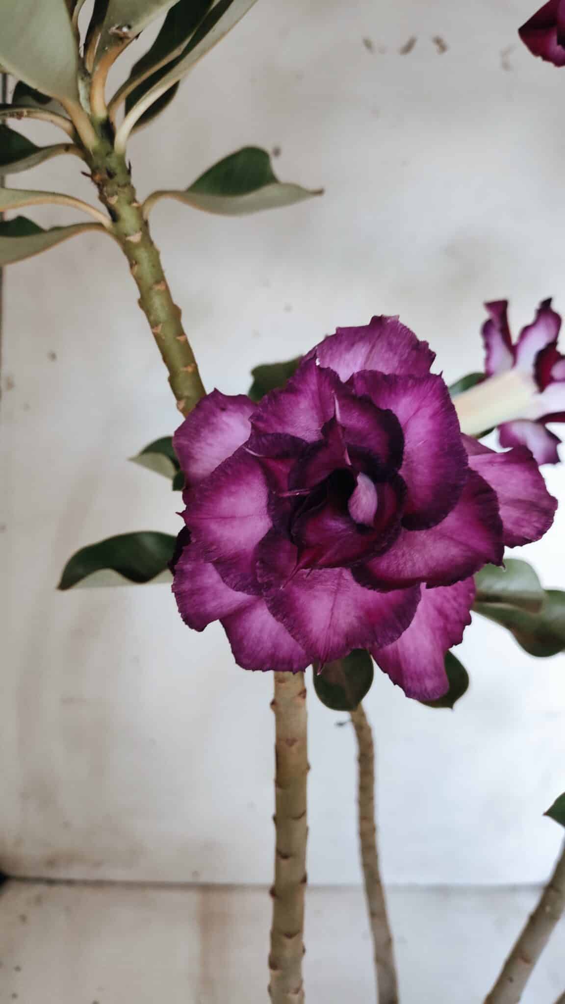 Planta Dobrada 2764 – 45cm – 04 anos