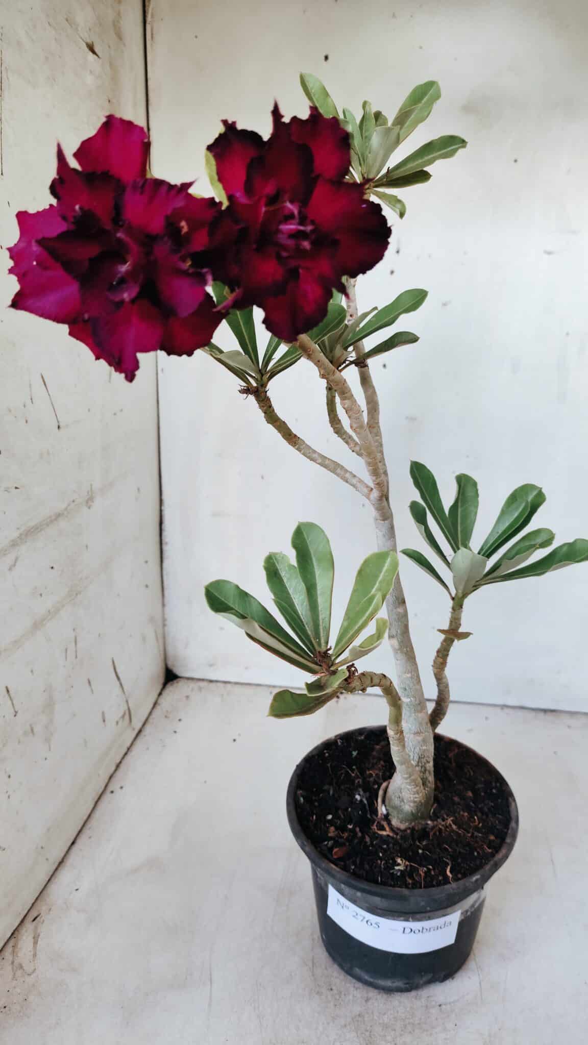 Planta Dobrada 2765 – 30cm – 02 anos