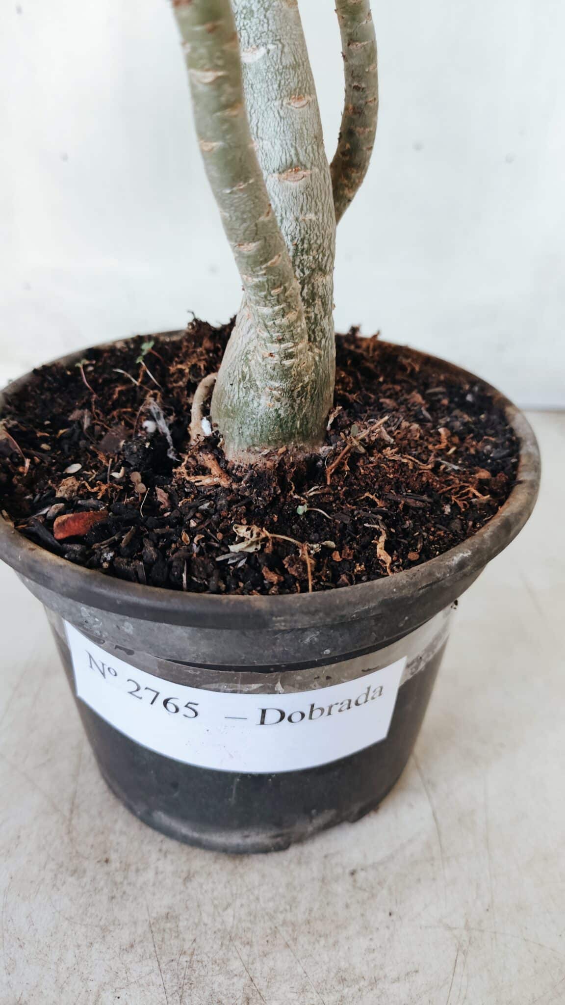 Planta Dobrada 2765 – 30cm – 02 anos