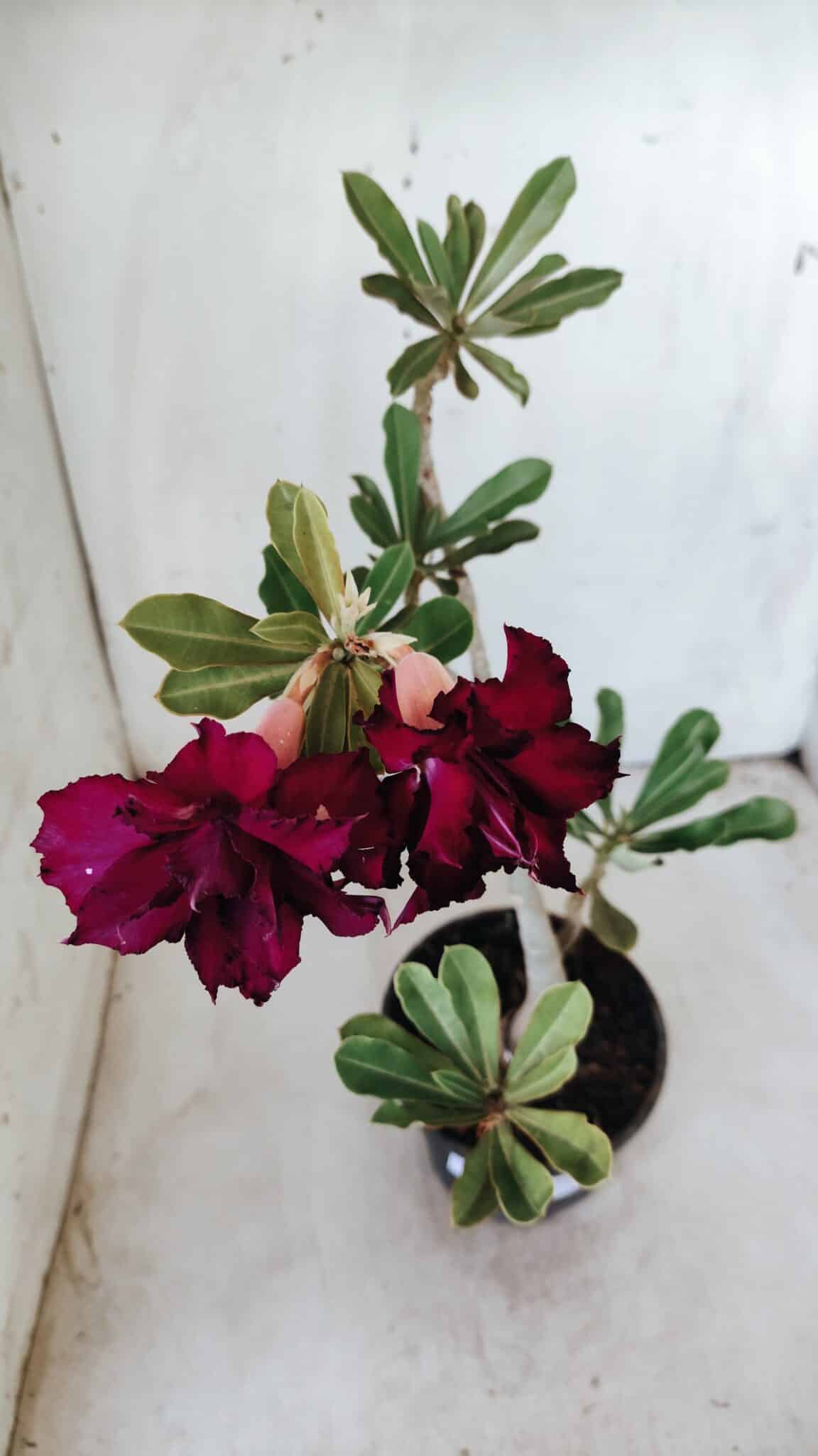 Planta Dobrada 2765 – 30cm – 02 anos