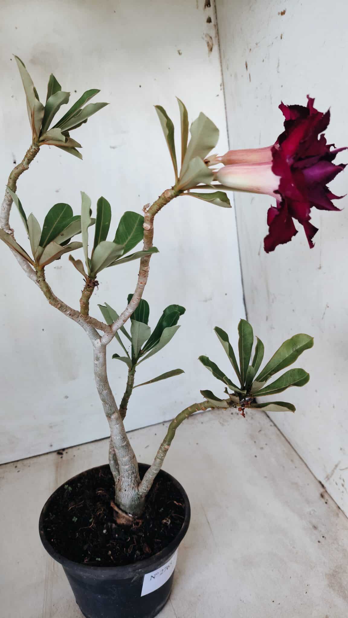 Planta Dobrada 2765 – 30cm – 02 anos
