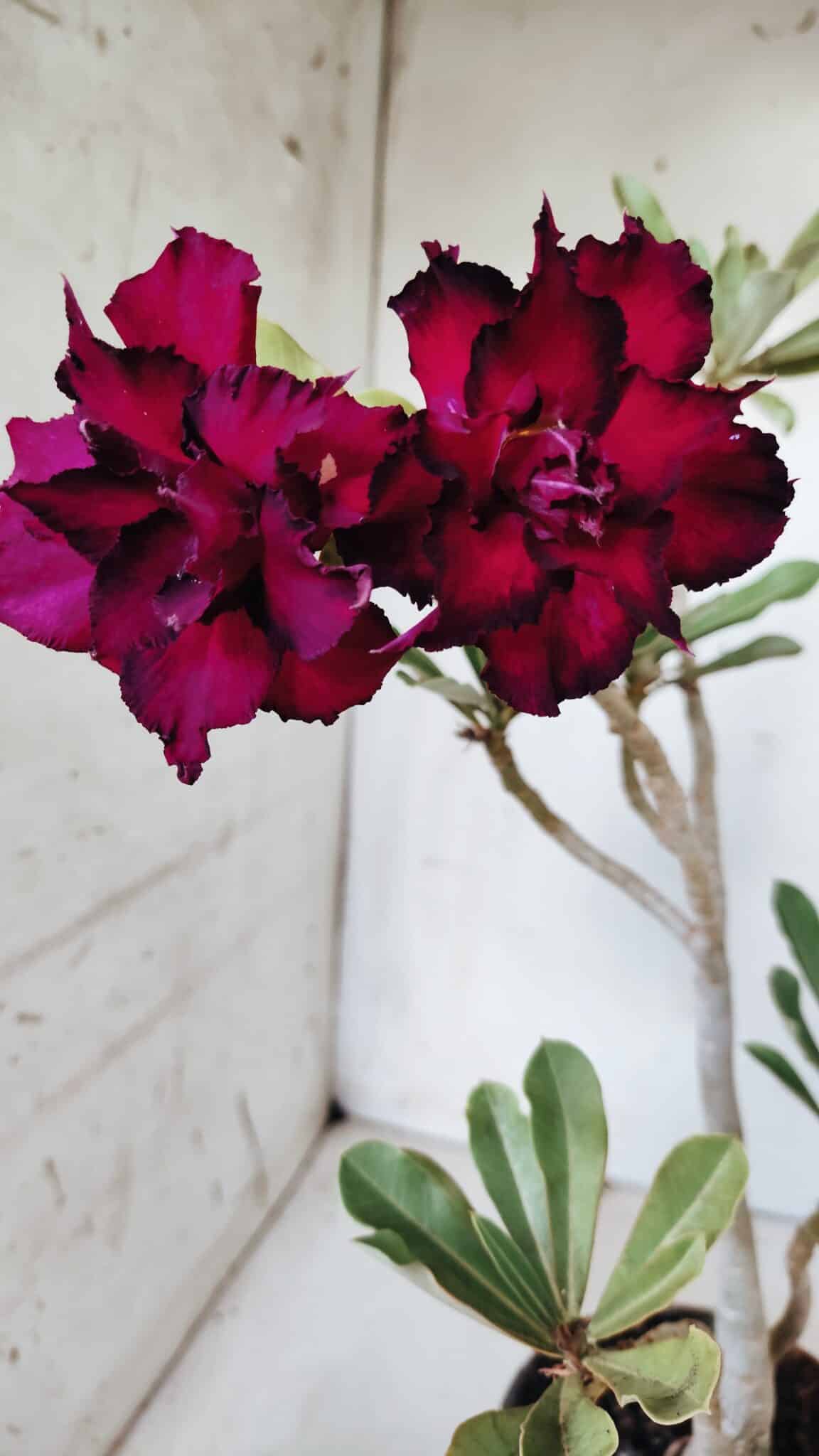 Planta Dobrada 2765 – 30cm – 02 anos