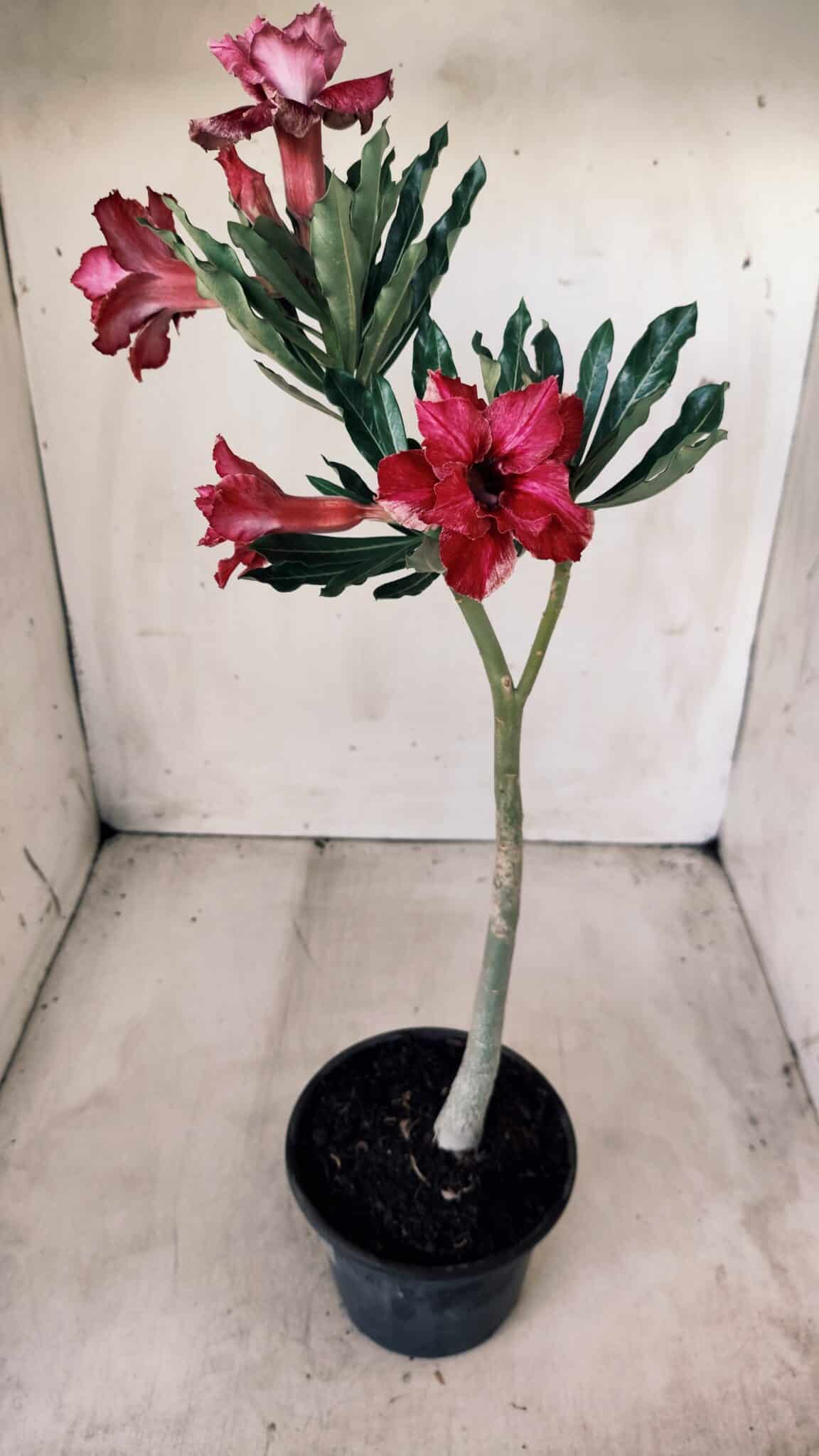 Planta Dobrada 2766 – 30cm – 02 anos