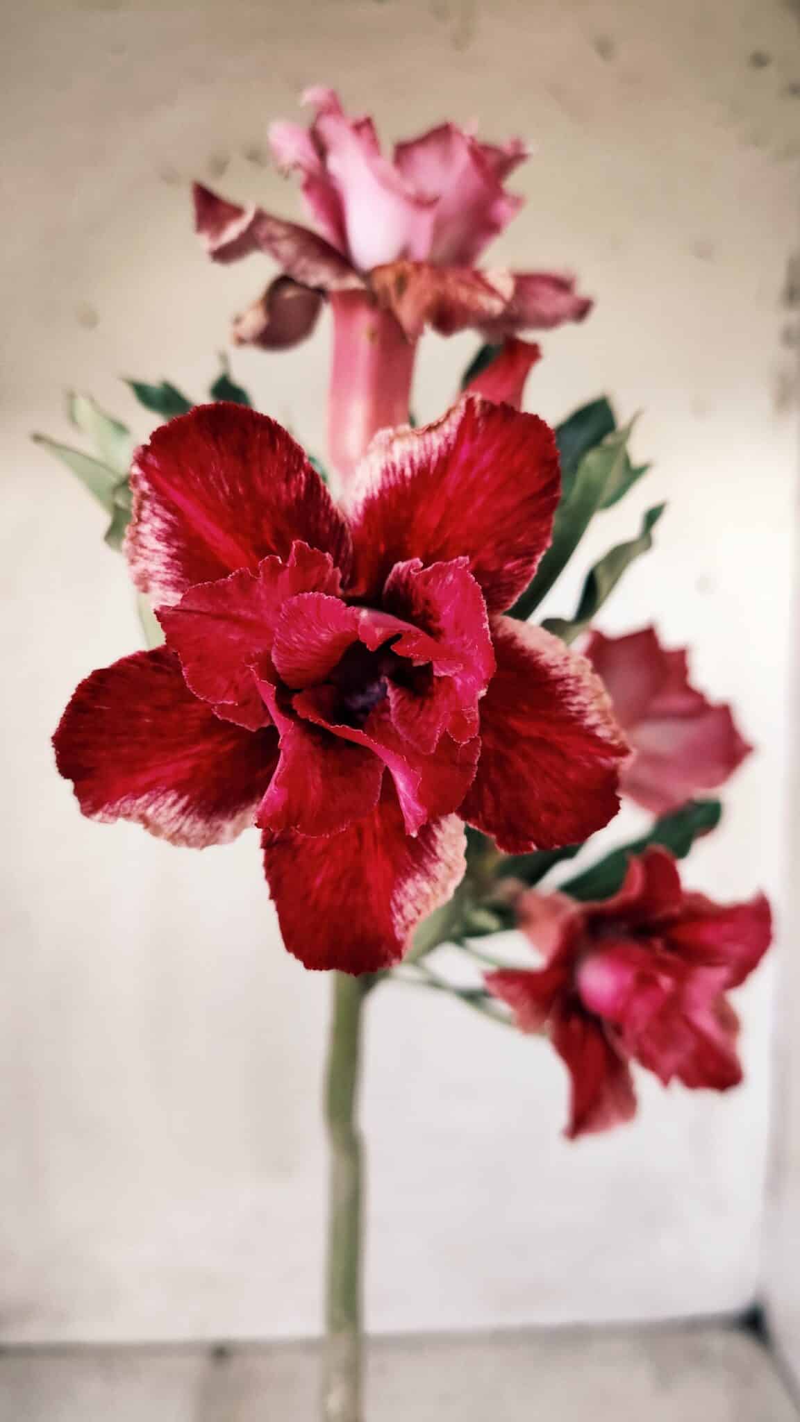 Planta Dobrada 2766 – 30cm – 02 anos