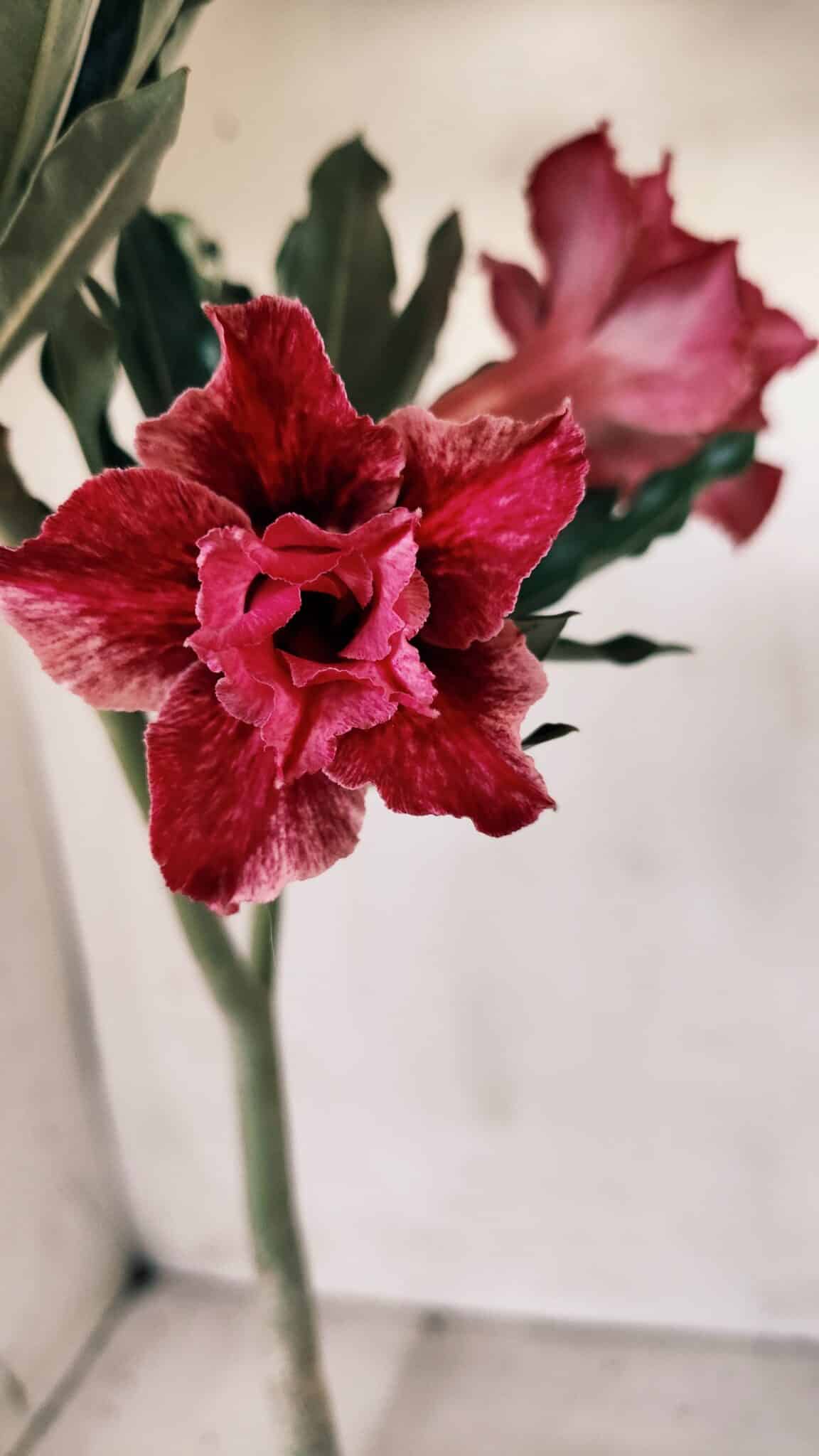 Planta Dobrada 2766 – 30cm – 02 anos