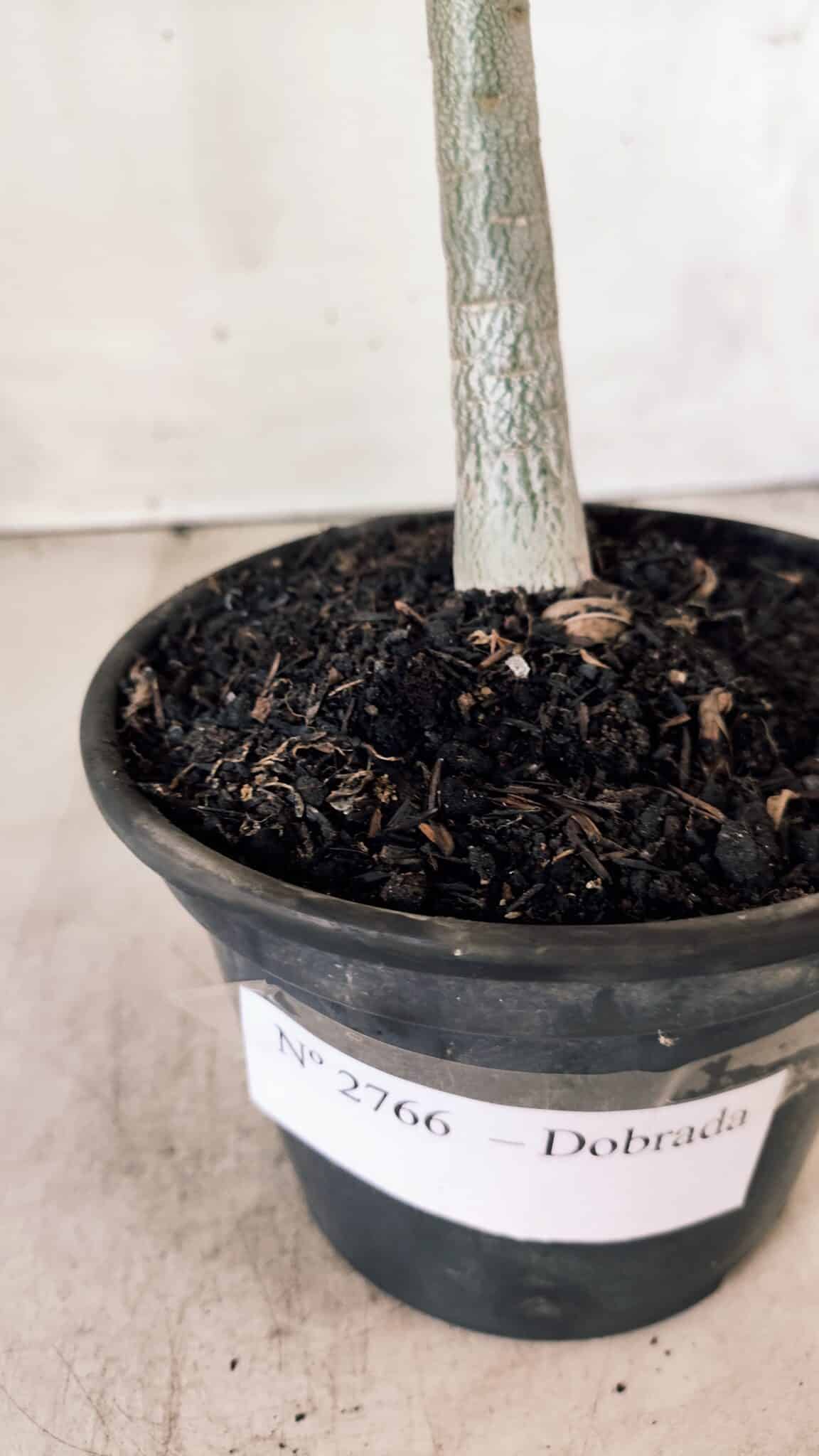 Planta Dobrada 2766 – 30cm – 02 anos