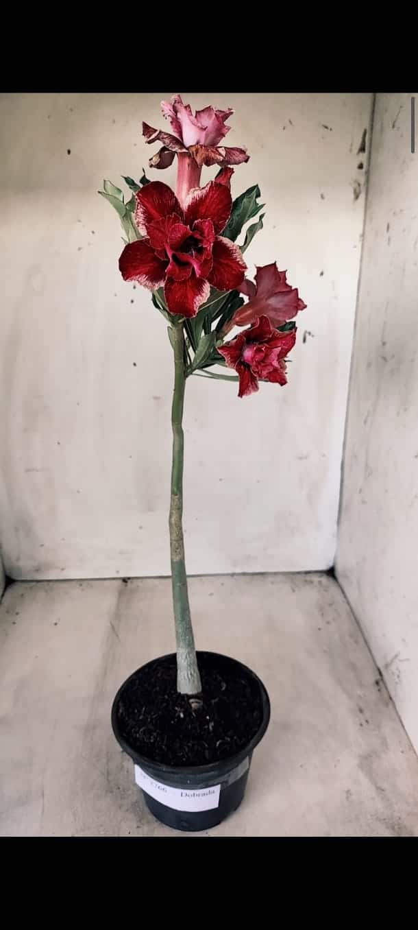 Planta Dobrada 2766 – 30cm – 02 anos