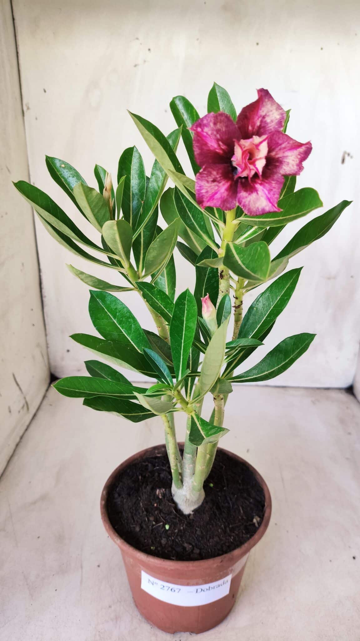 Planta Dobrada 2767 – 30cm – 02 anos