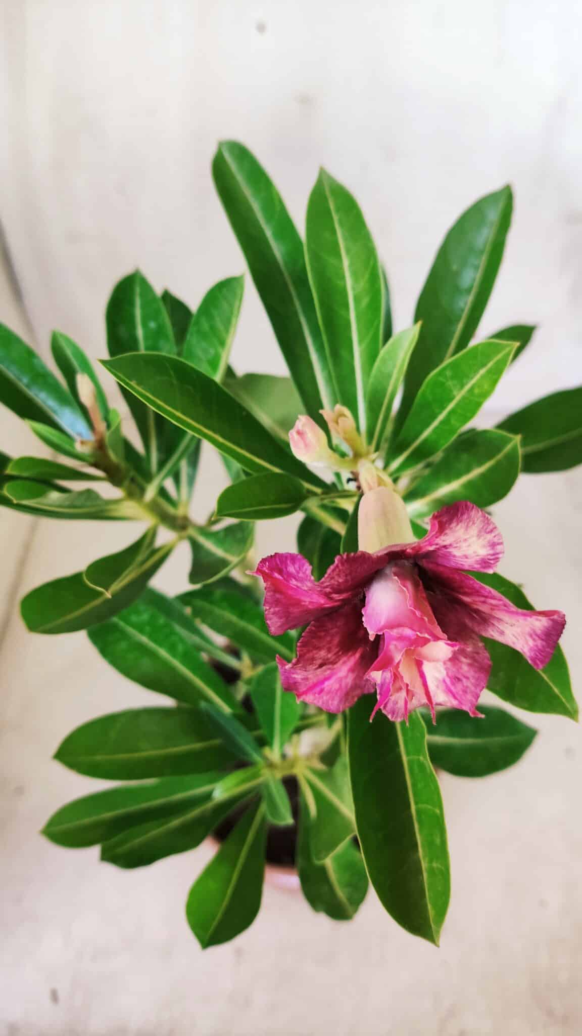 Planta Dobrada 2767 – 30cm – 02 anos