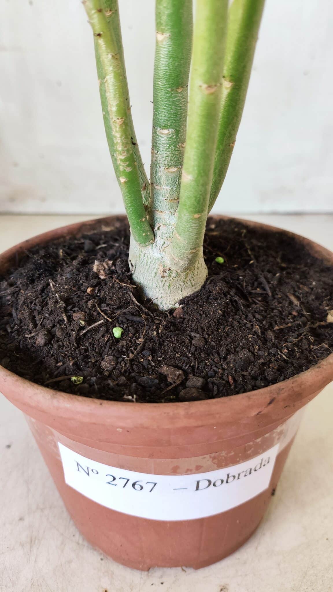 Planta Dobrada 2767 – 30cm – 02 anos