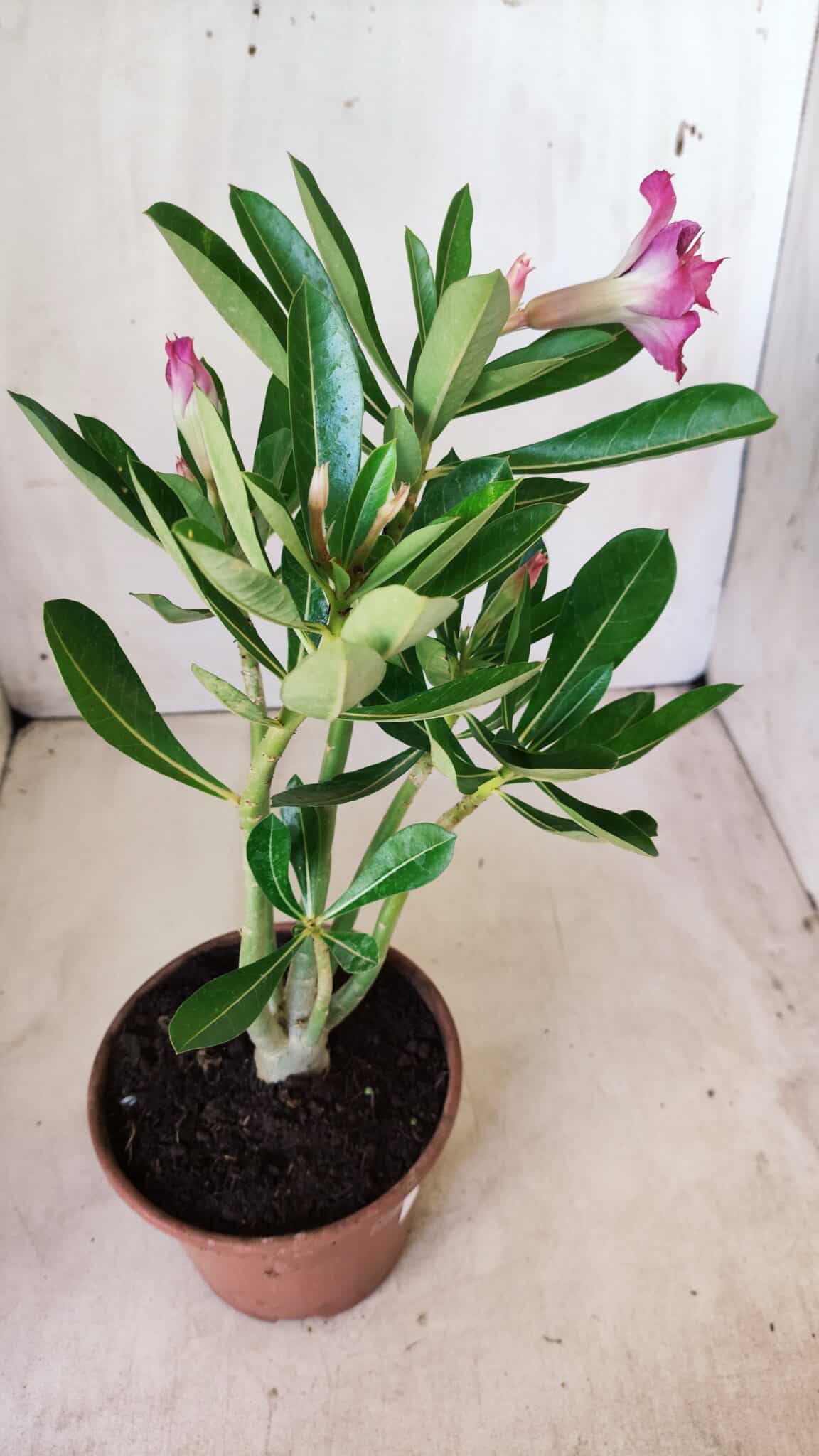 Planta Dobrada 2767 – 30cm – 02 anos