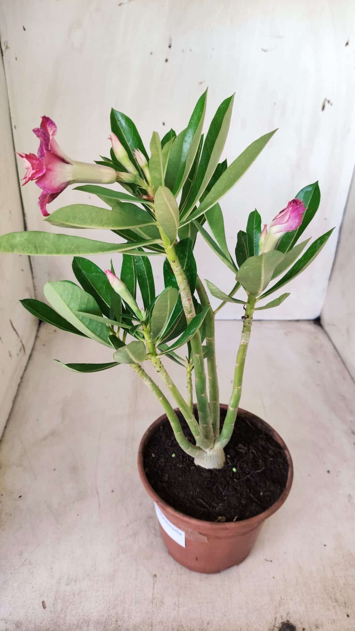 Planta Dobrada 2767 – 30cm – 02 anos