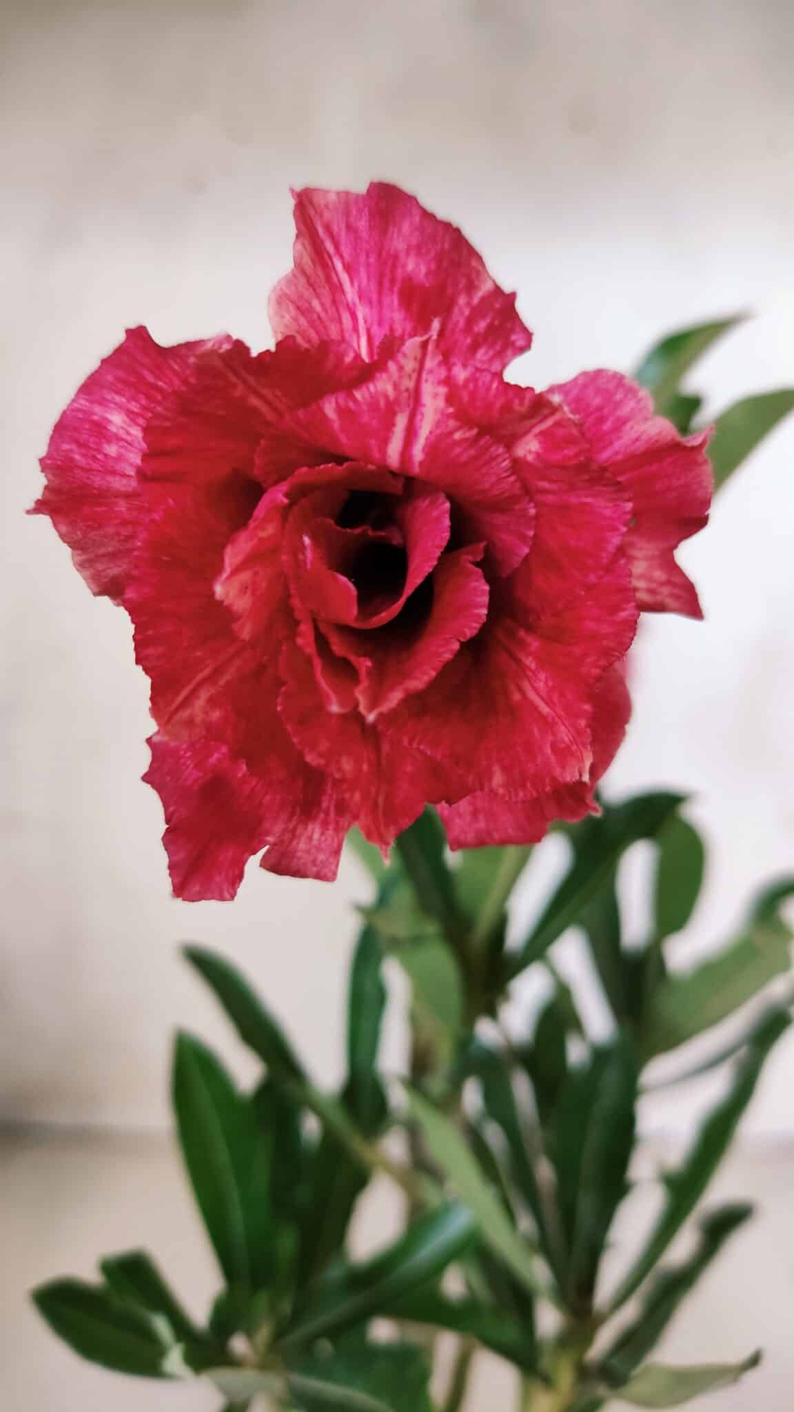 Planta Dobrada 2768 – 30cm – 02 anos