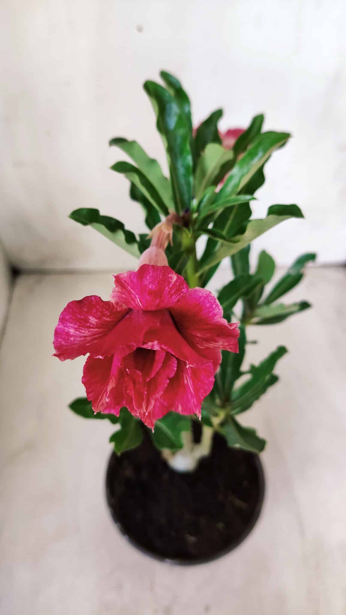 Planta Dobrada 2768 – 30cm – 02 anos