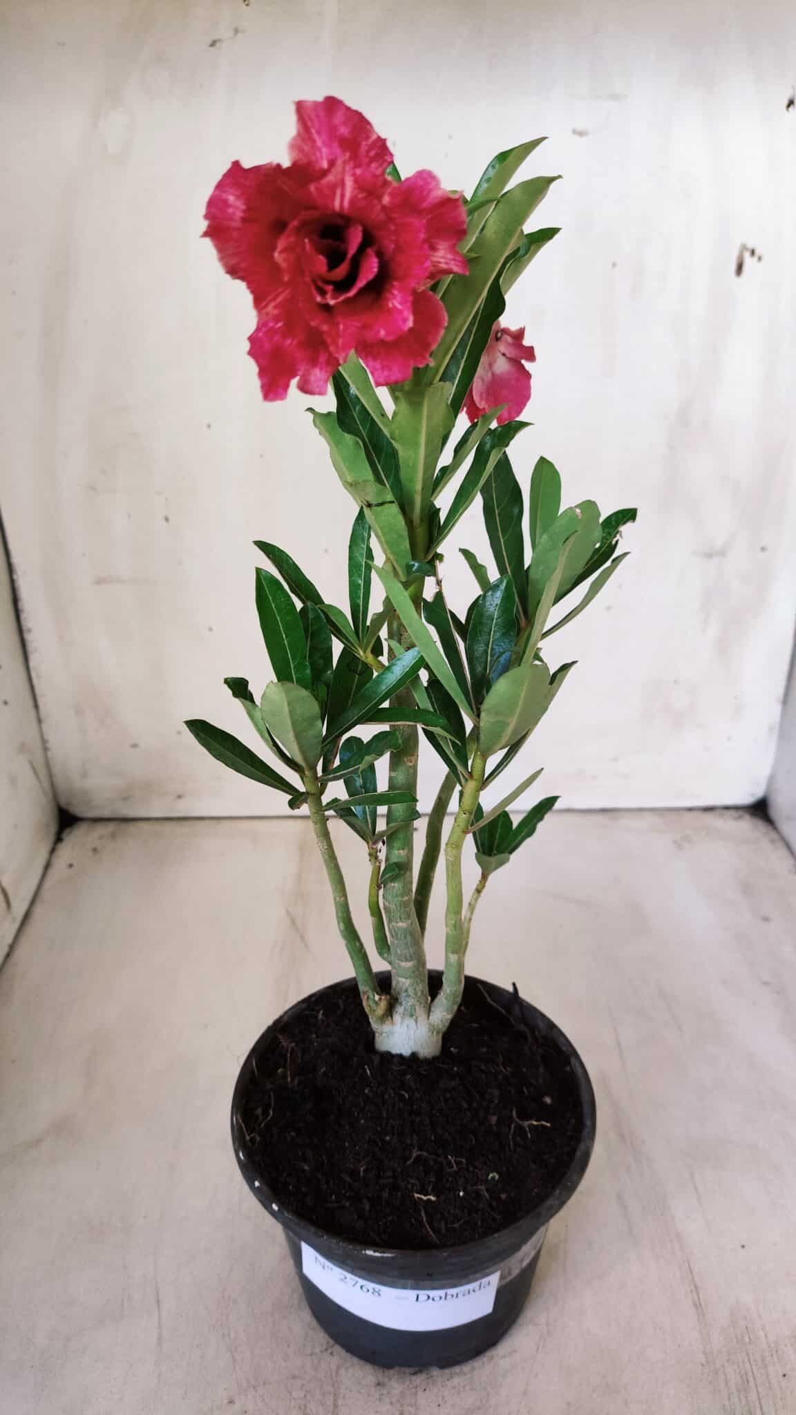 Planta Dobrada 2768 – 30cm – 02 anos
