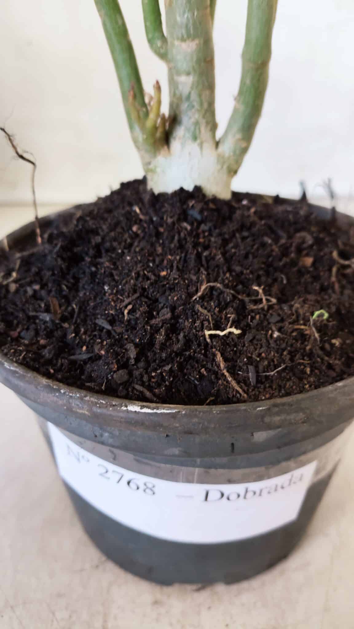 Planta Dobrada 2768 – 30cm – 02 anos