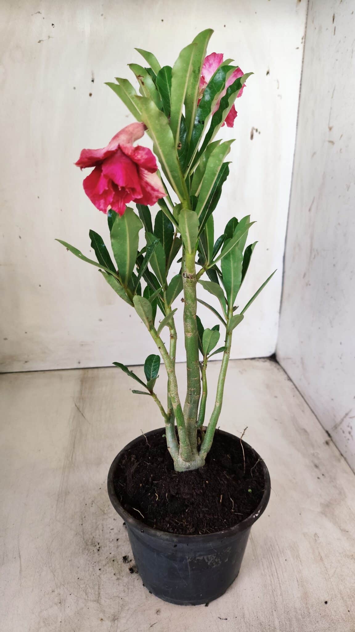 Planta Dobrada 2768 – 30cm – 02 anos