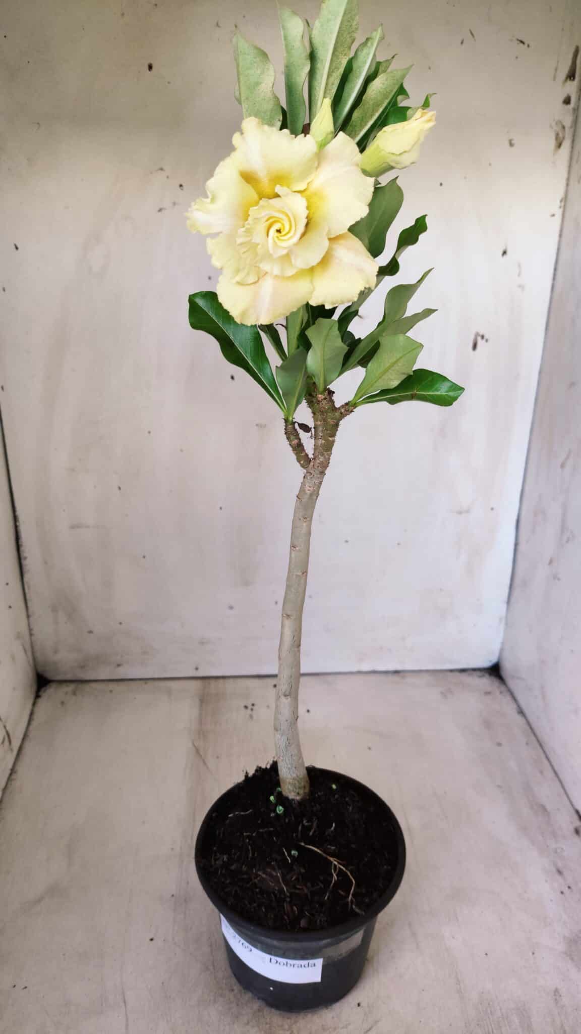 Planta Dobrada 2769 – 30cm – 02 anos