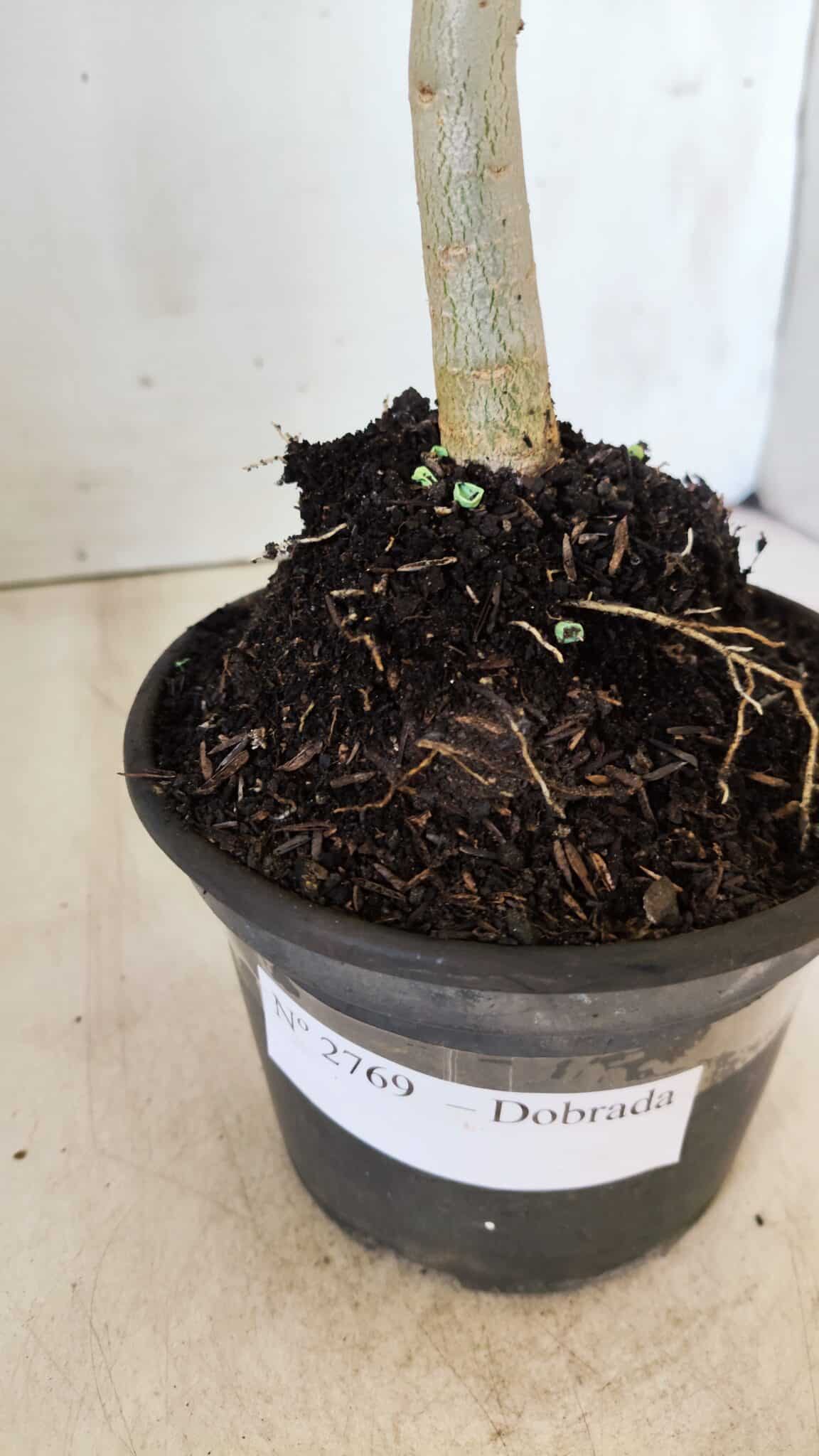Planta Dobrada 2769 – 30cm – 02 anos