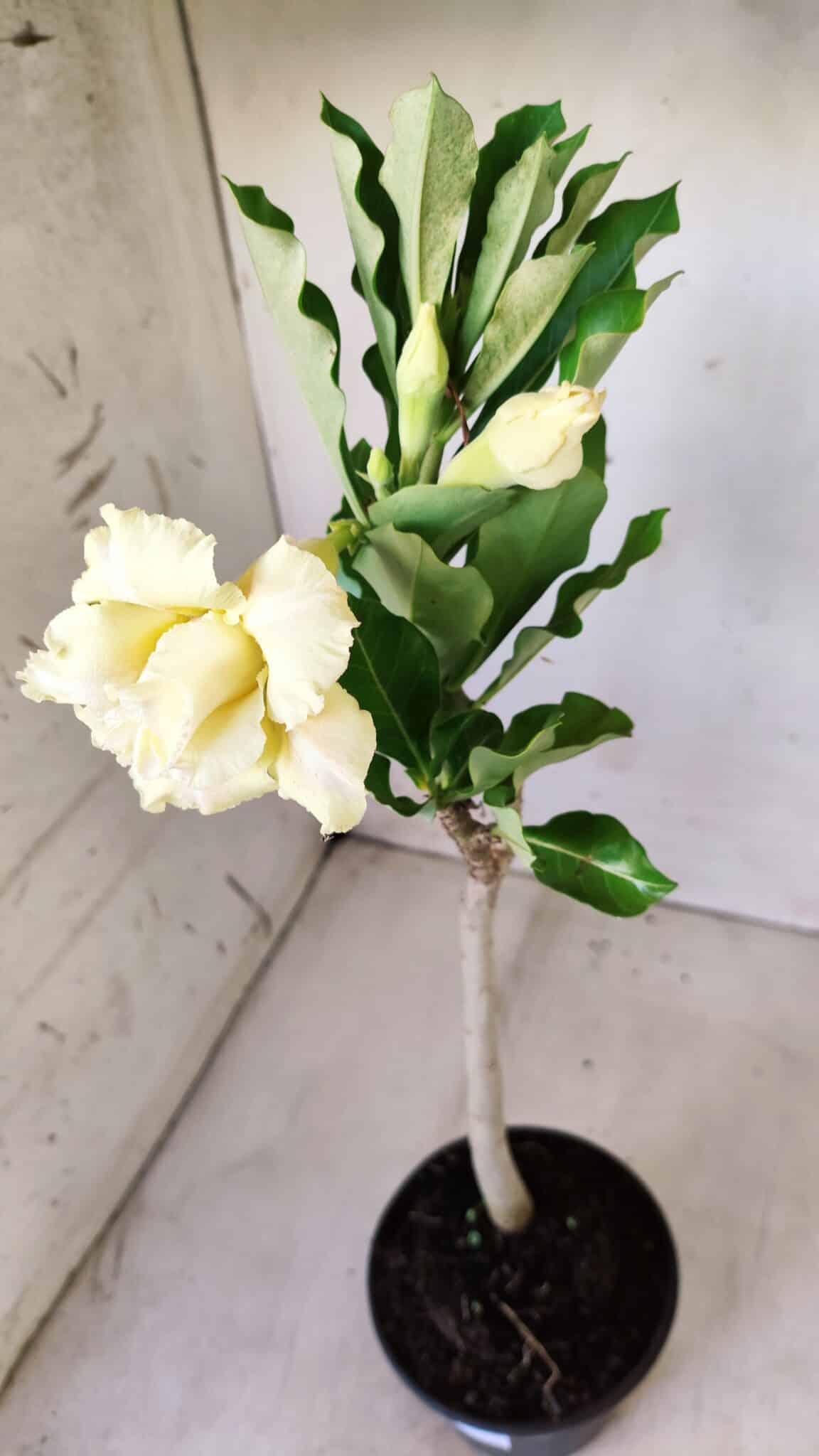 Planta Dobrada 2769 – 30cm – 02 anos