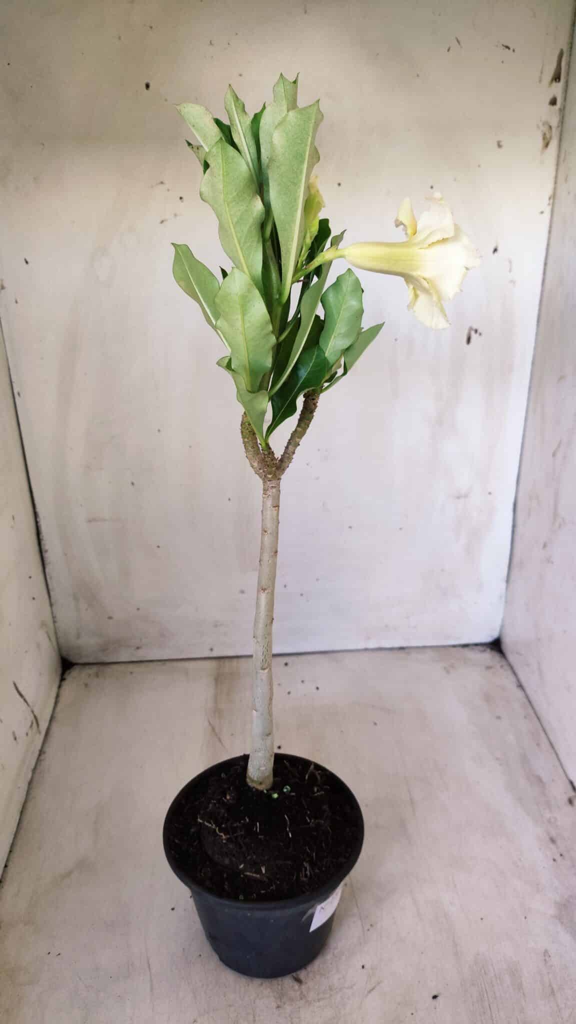 Planta Dobrada 2769 – 30cm – 02 anos