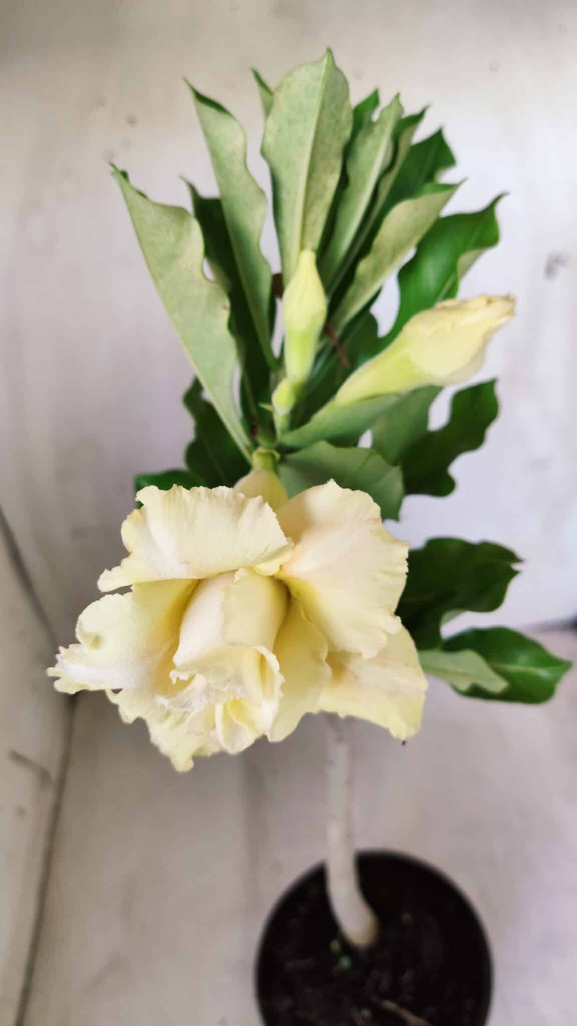 Planta Dobrada 2769 – 30cm – 02 anos