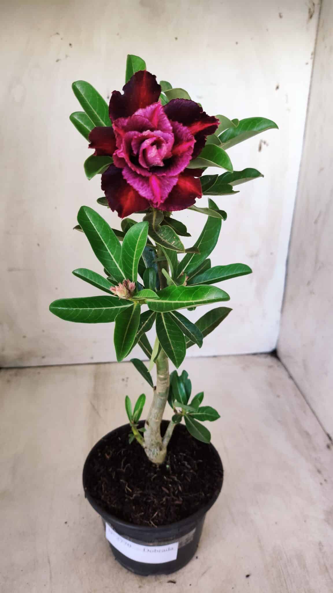 Planta Dobrada 2770 – 30cm – 02 anos