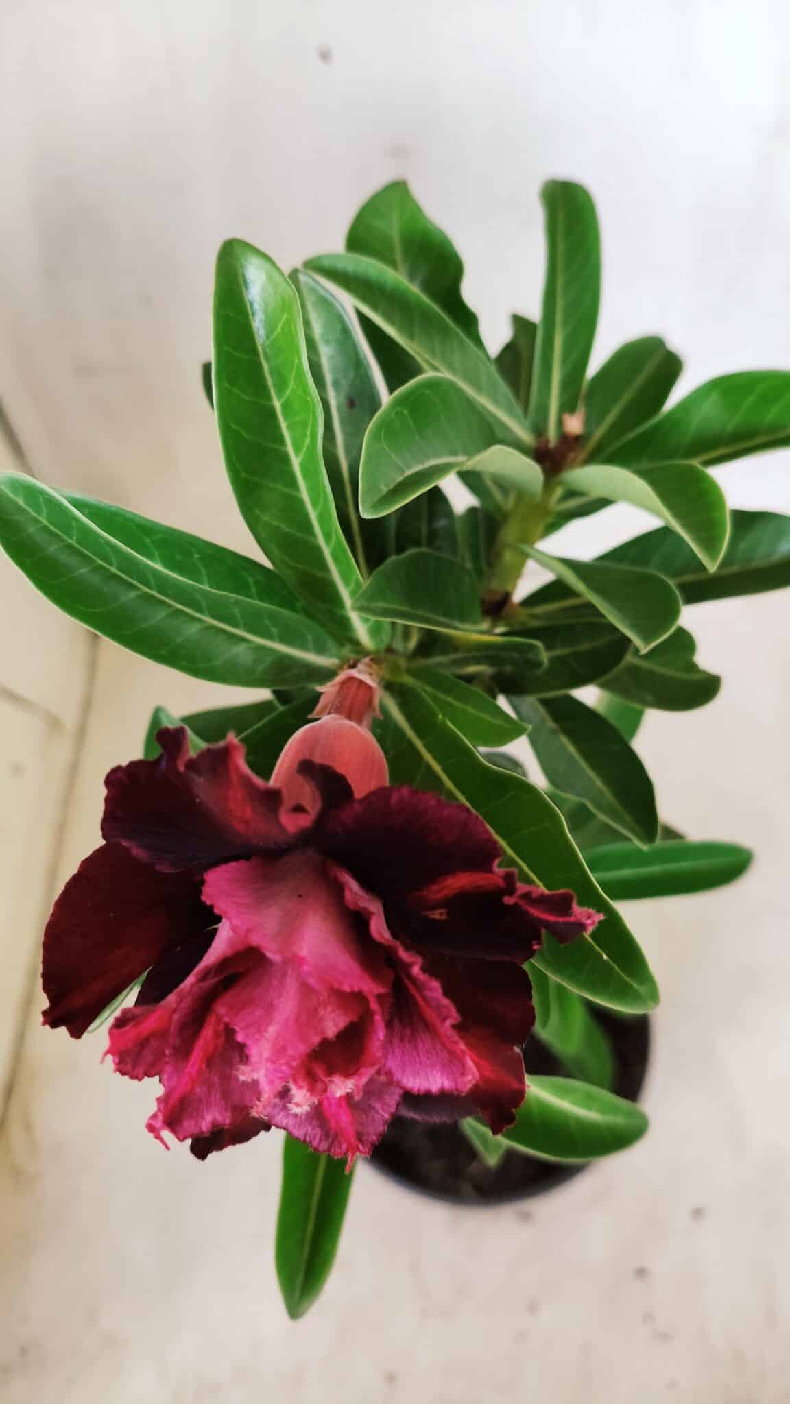Planta Dobrada 2770 – 30cm – 02 anos