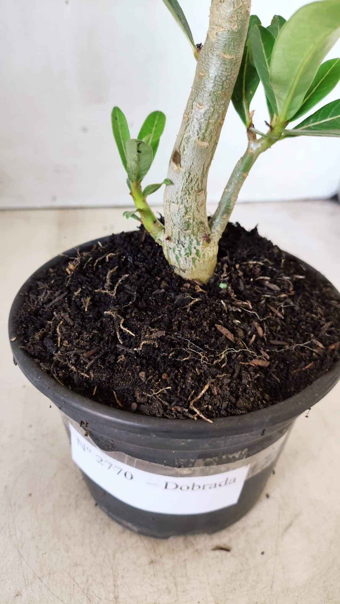 Planta Dobrada 2770 – 30cm – 02 anos