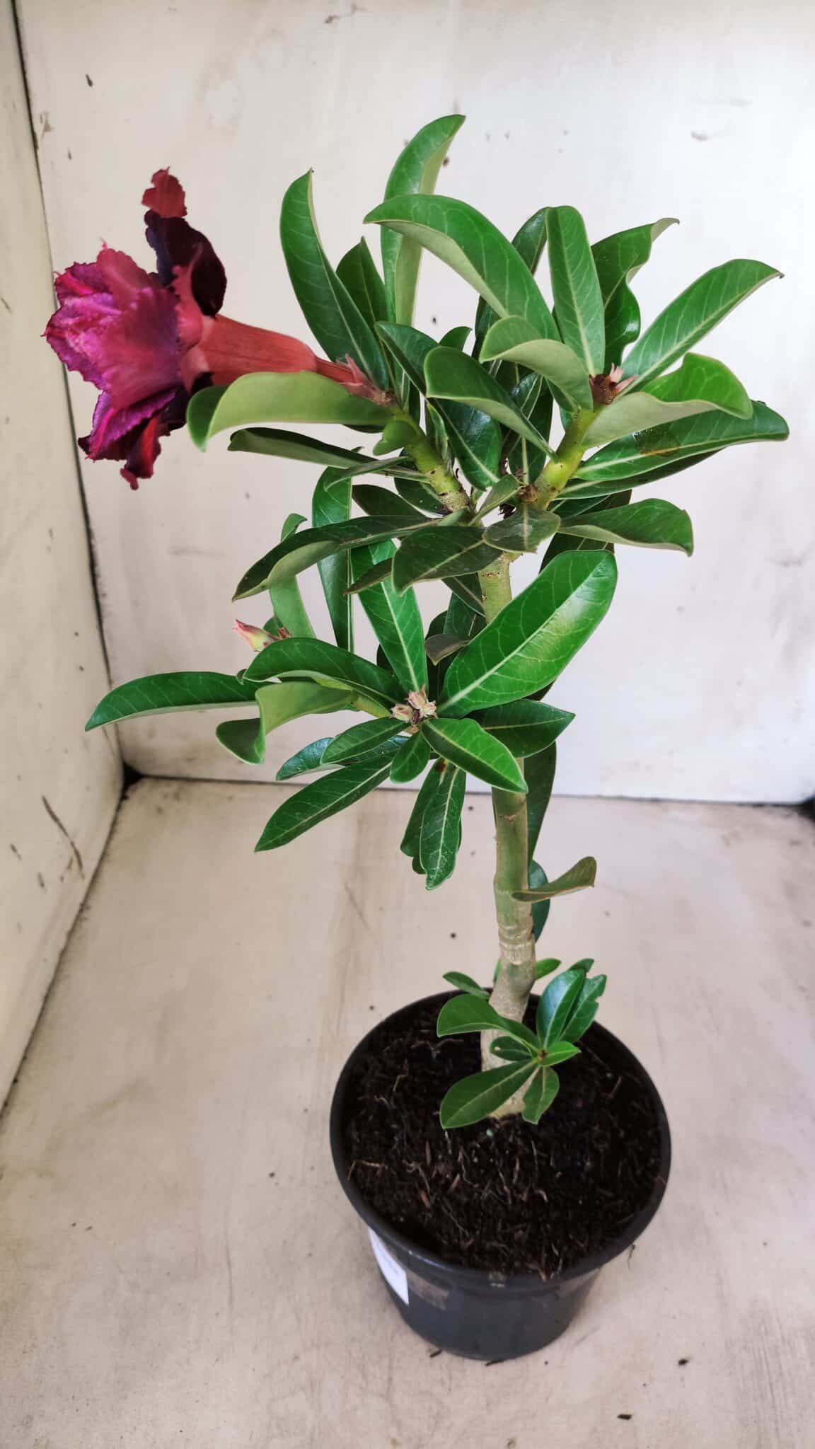 Planta Dobrada 2770 – 30cm – 02 anos