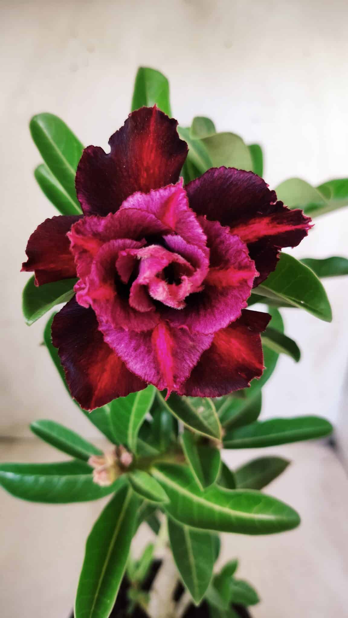 Planta Dobrada 2770 – 30cm – 02 anos