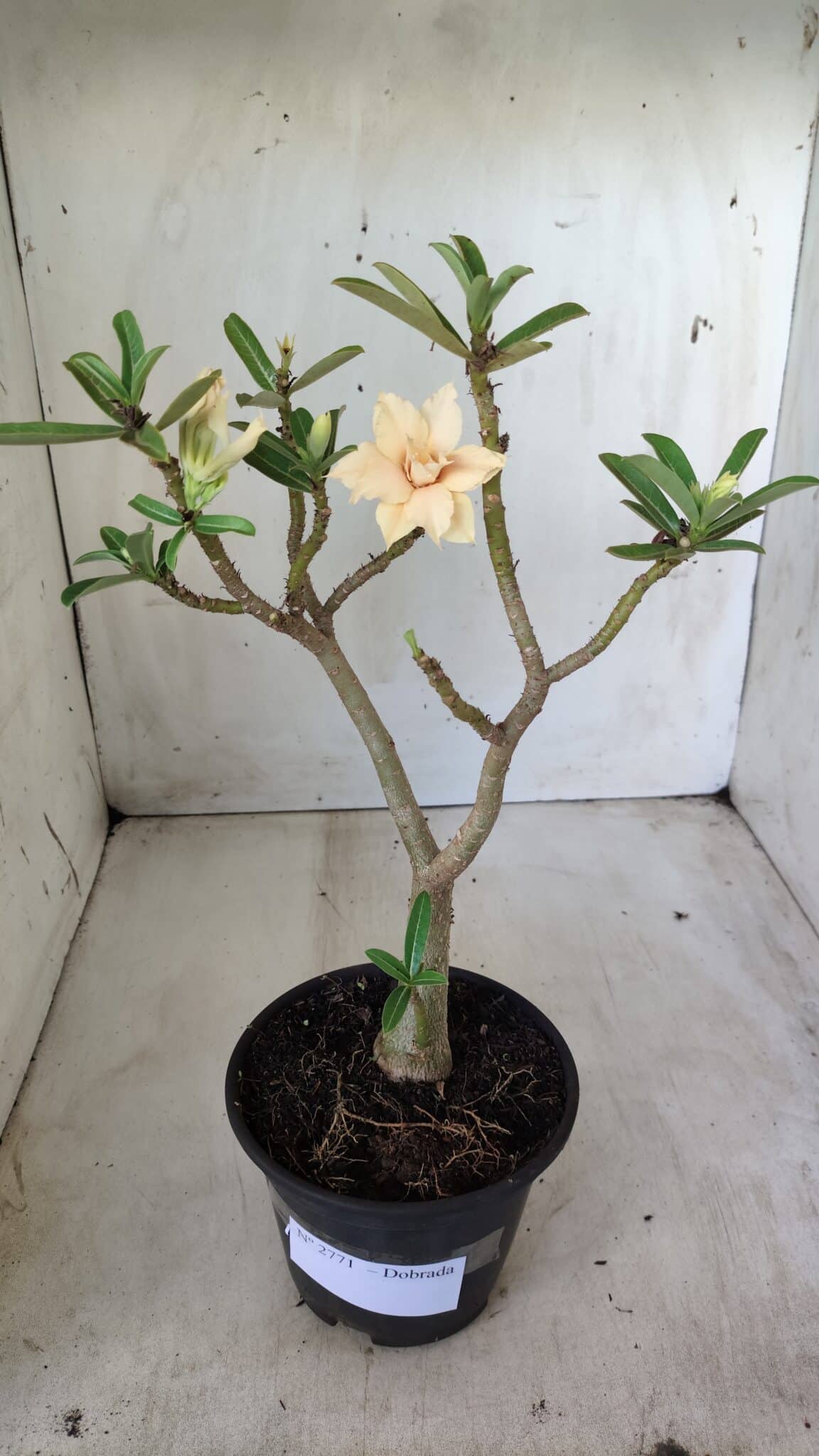Planta Dobrada 2771 – 30cm – 02 anos