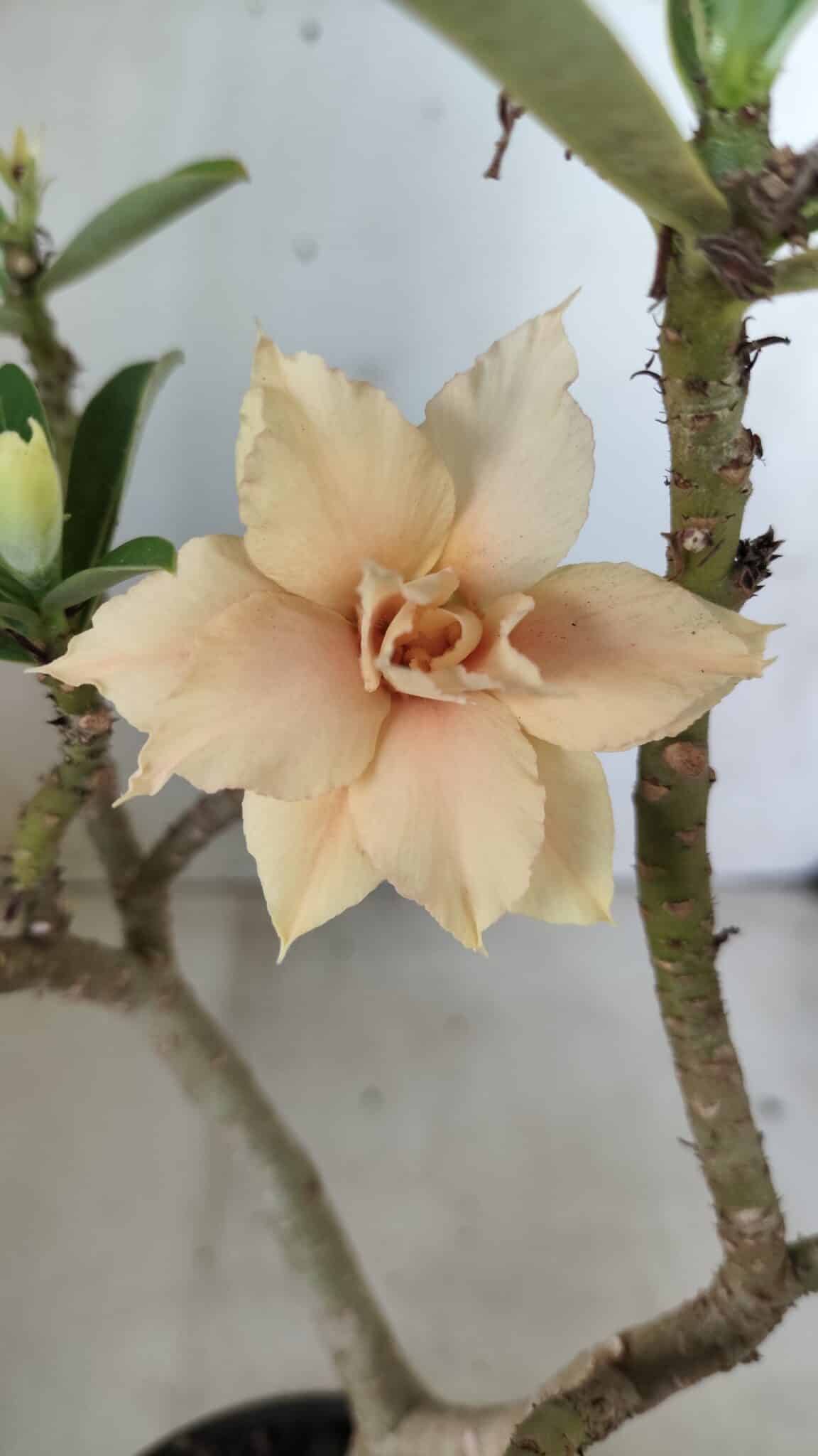 Planta Dobrada 2771 – 30cm – 02 anos
