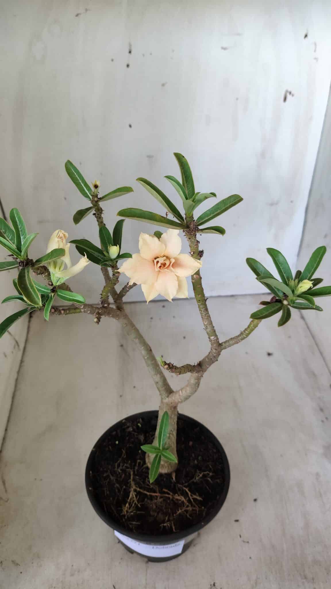 Planta Dobrada 2771 – 30cm – 02 anos