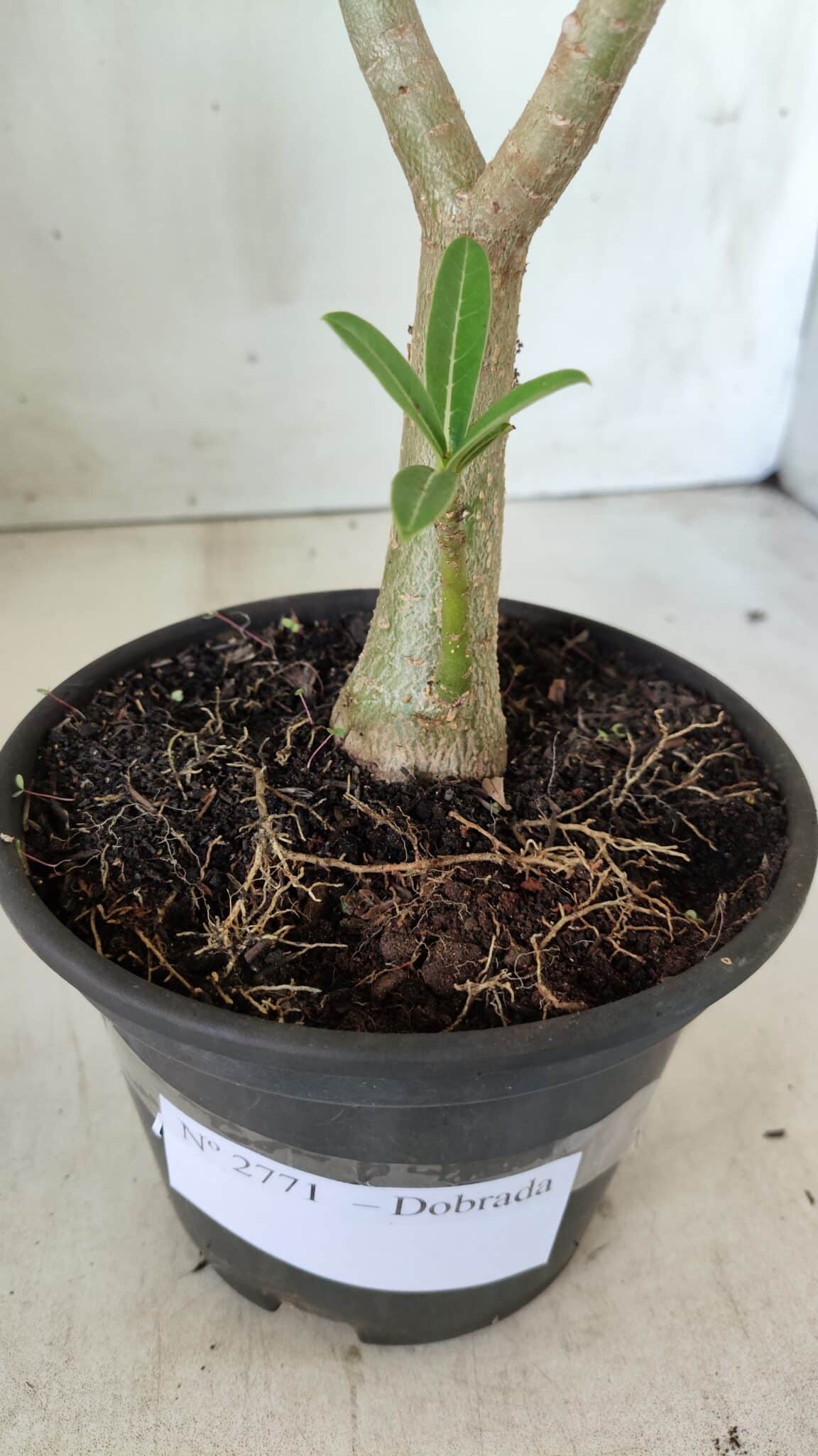 Planta Dobrada 2771 – 30cm – 02 anos