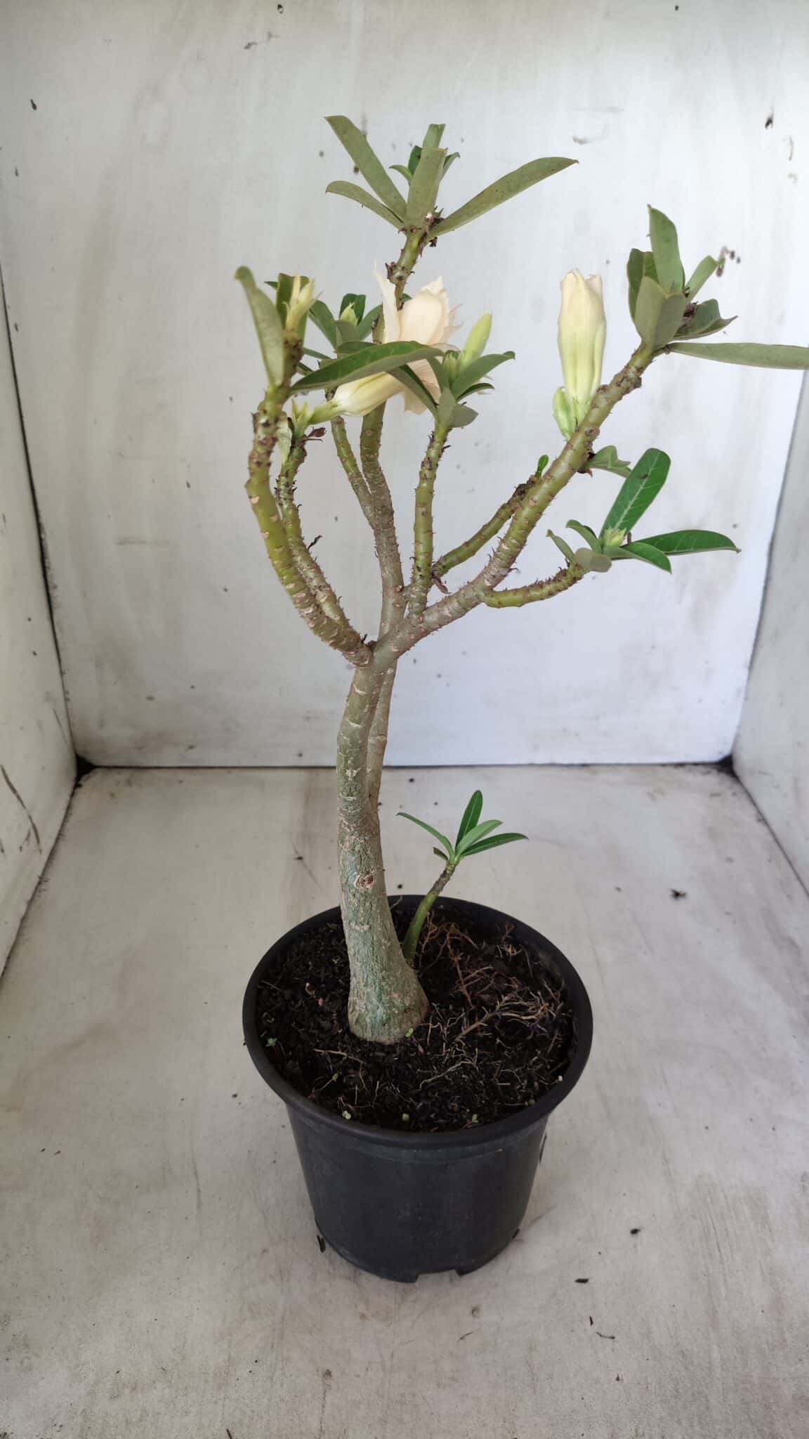 Planta Dobrada 2771 – 30cm – 02 anos