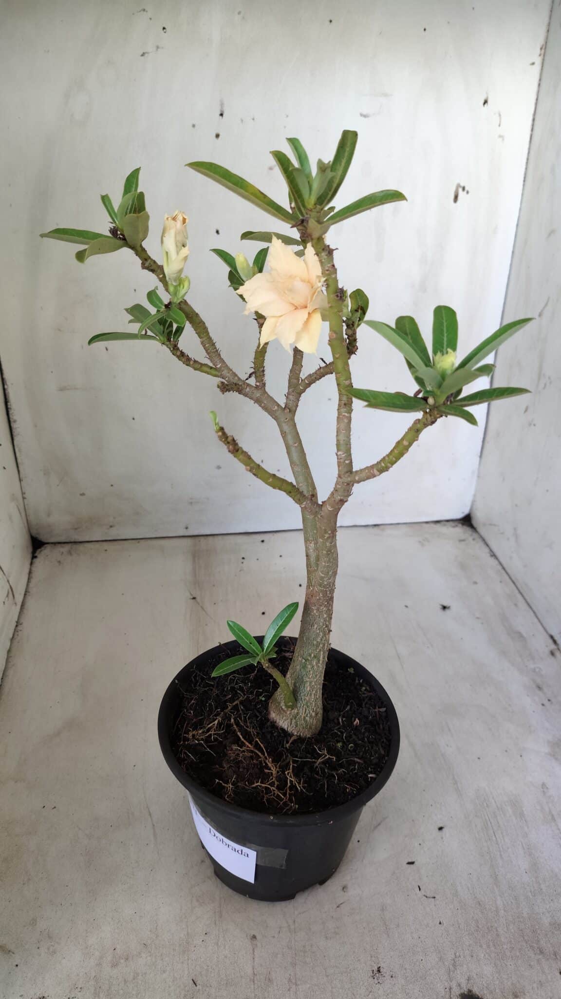 Planta Dobrada 2771 – 30cm – 02 anos