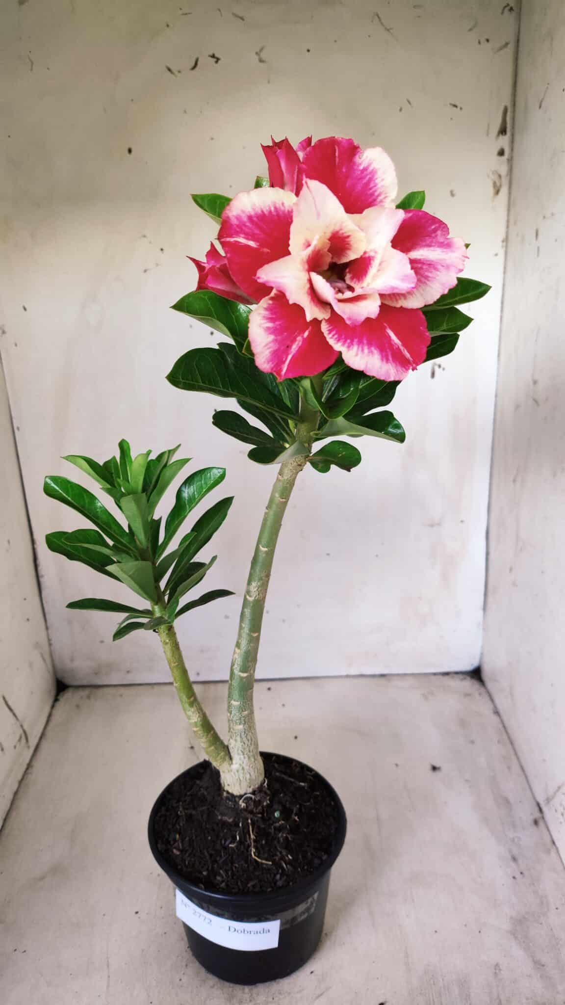 Planta Dobrada 2772 – 40cm – 03 anos
