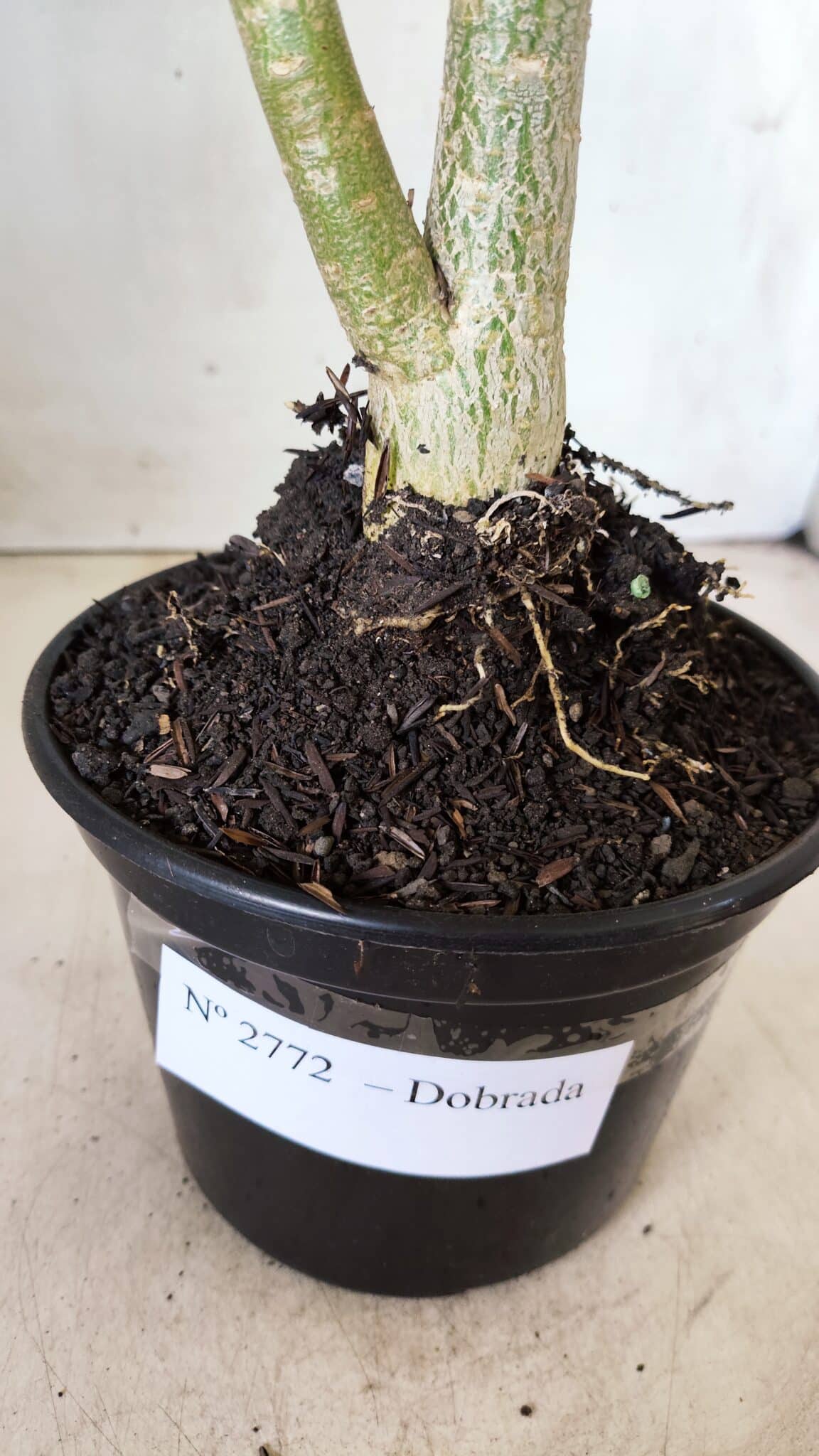 Planta Dobrada 2772 – 40cm – 03 anos