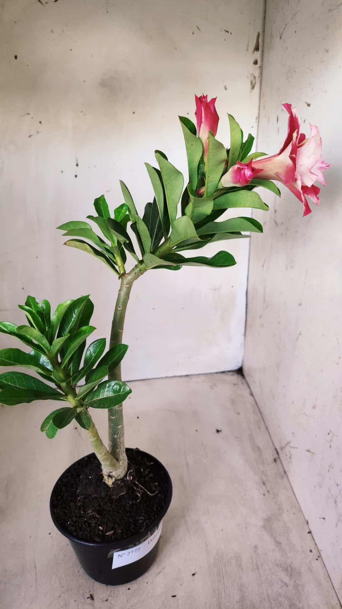 Planta Dobrada 2772 – 40cm – 03 anos